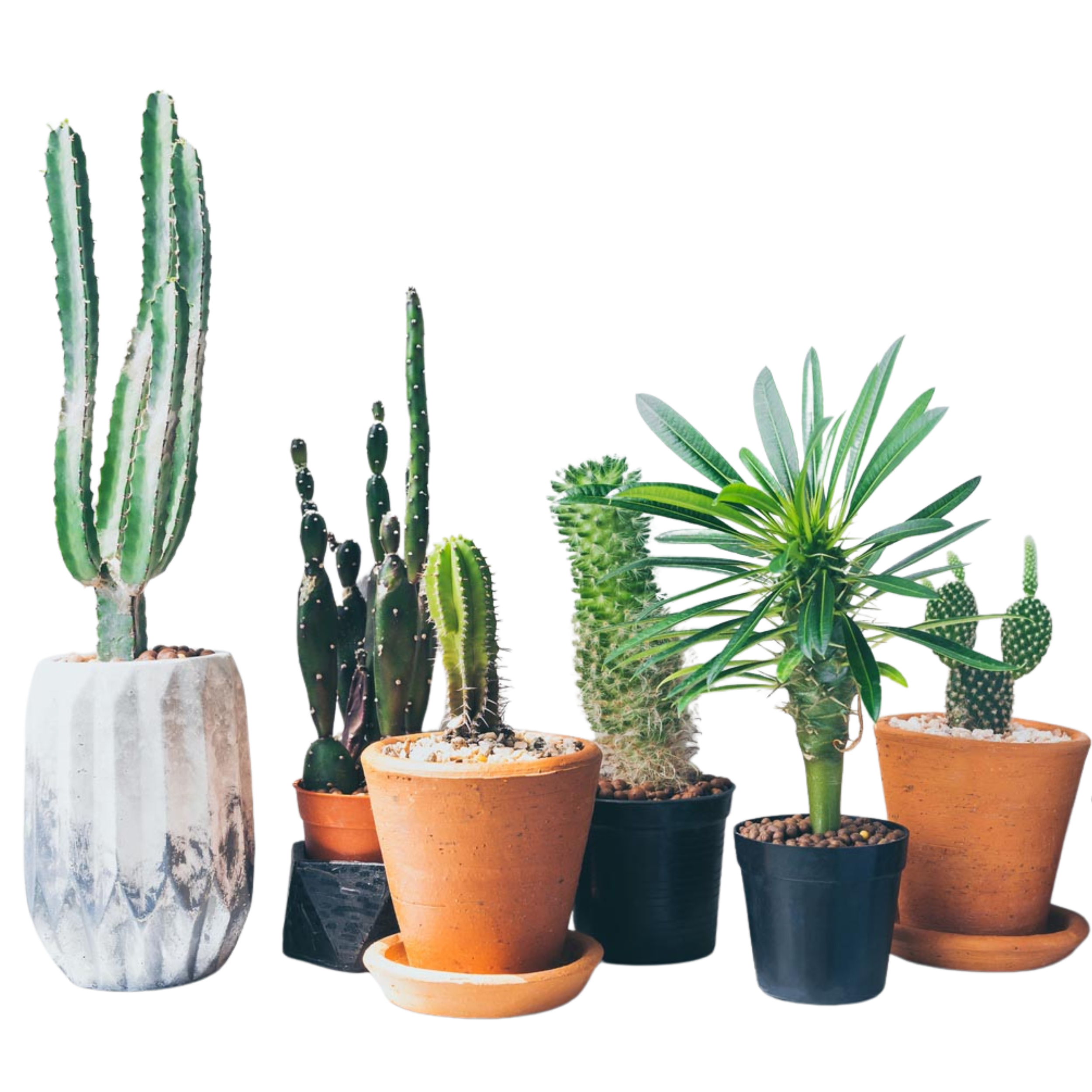 Cactus