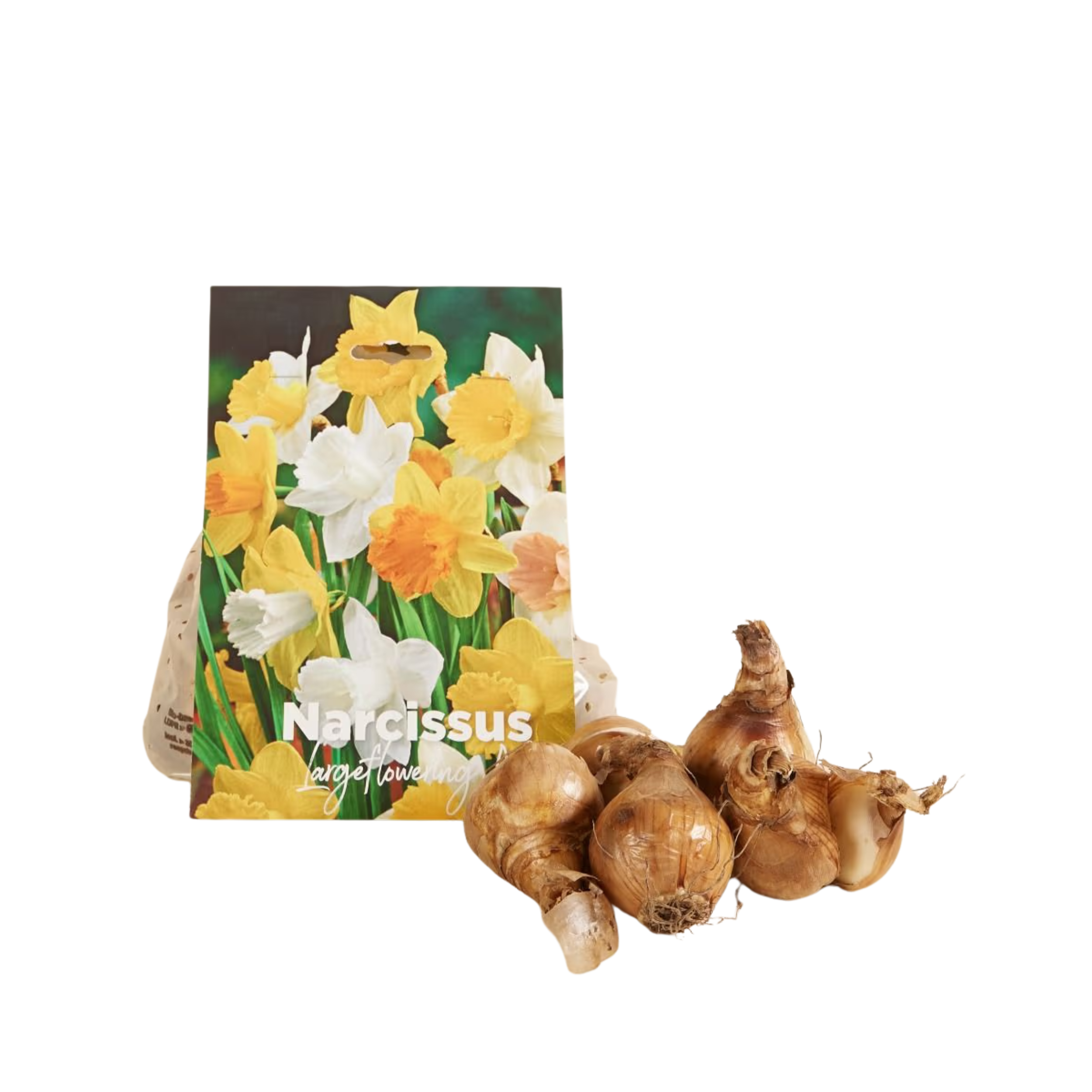 Bulbes Narcisse