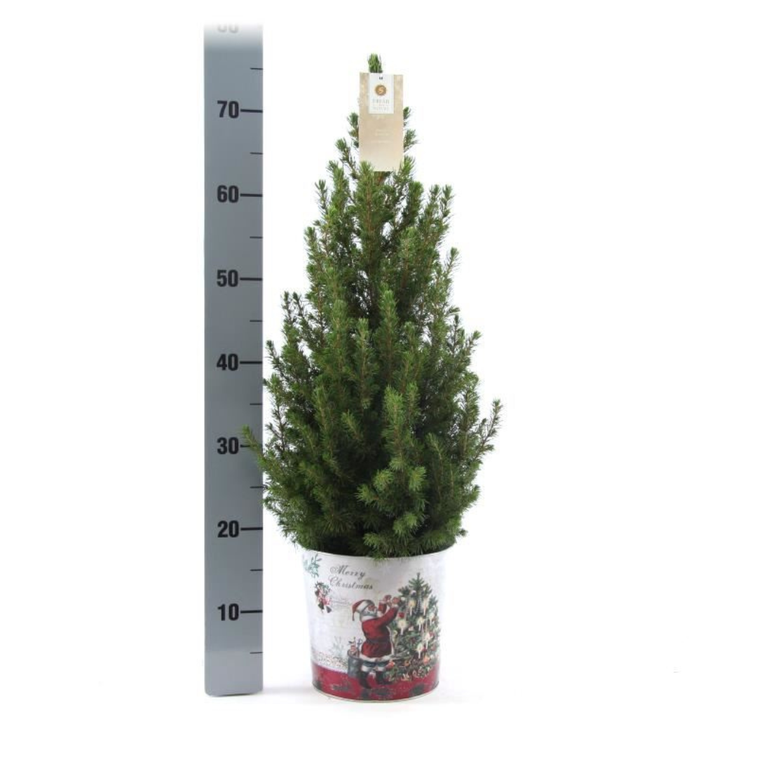 Petit sapin de Noël  - 70 cm - Picea Glauca Conica - Standalone