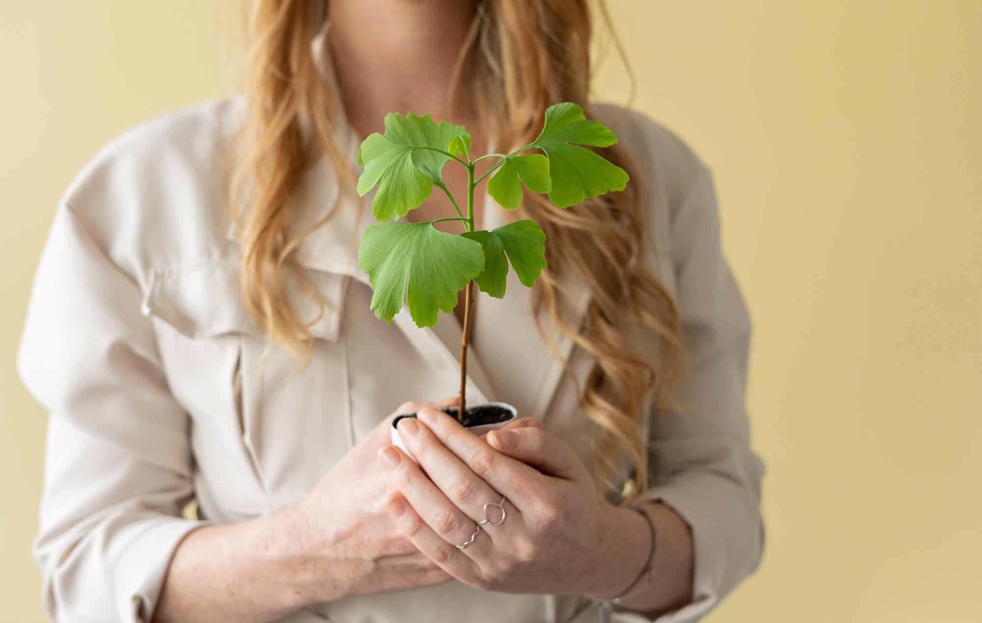Arbre de Vie - Ginkgo Biloba - Boîte aux lettres avec livret d'information