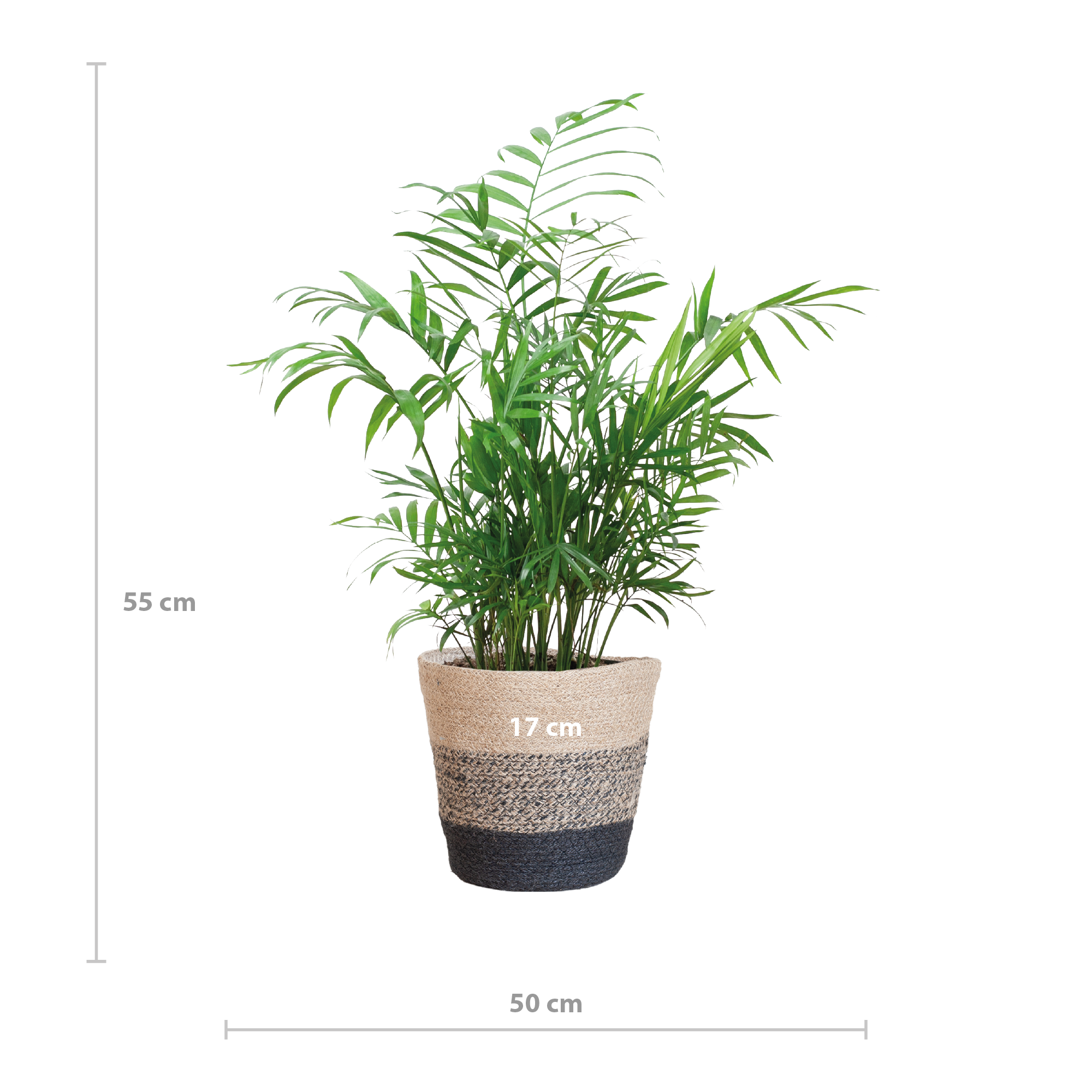 Chamaedorea Elegans avec panier Lisbon noir - 55 cm - Ø17