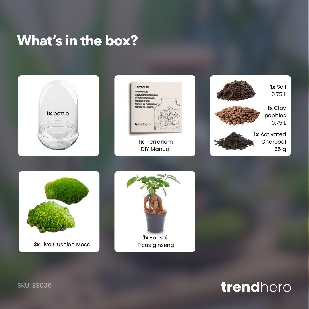 Terrarium à plantes DIY en deux parties, globe en verre - Egg XL Bonsai - Ø 17,5 cm ↑ 30 cm