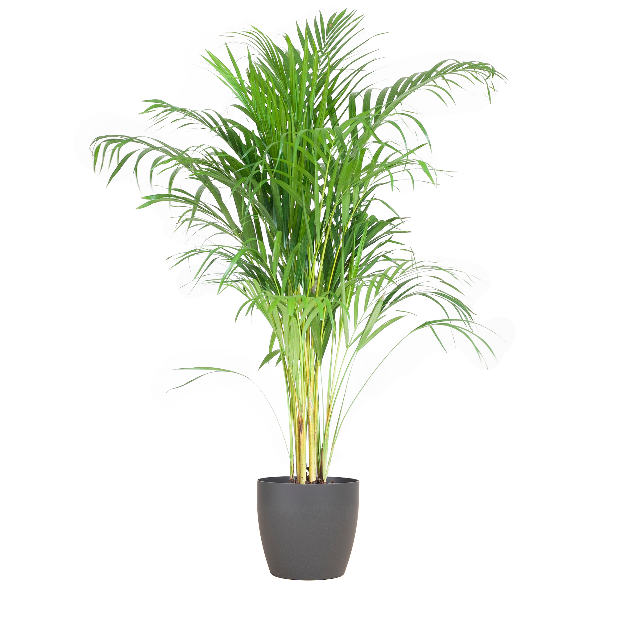 Areca Palm (Dypsis) avec Viber Grijs - 100cm - Ø21
