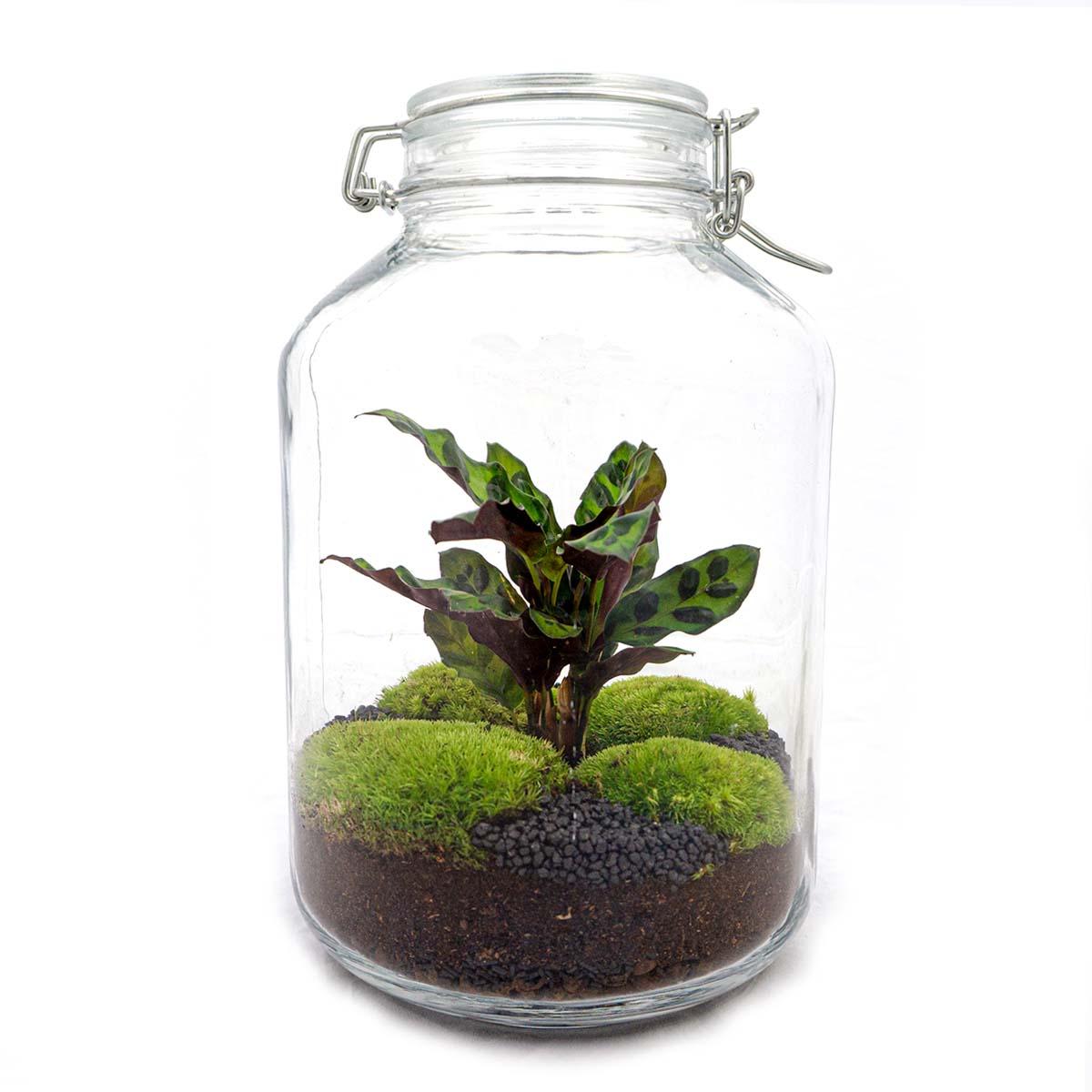 Terrarium DIY - Pot Calathea - ↕ 28 cm - Normal