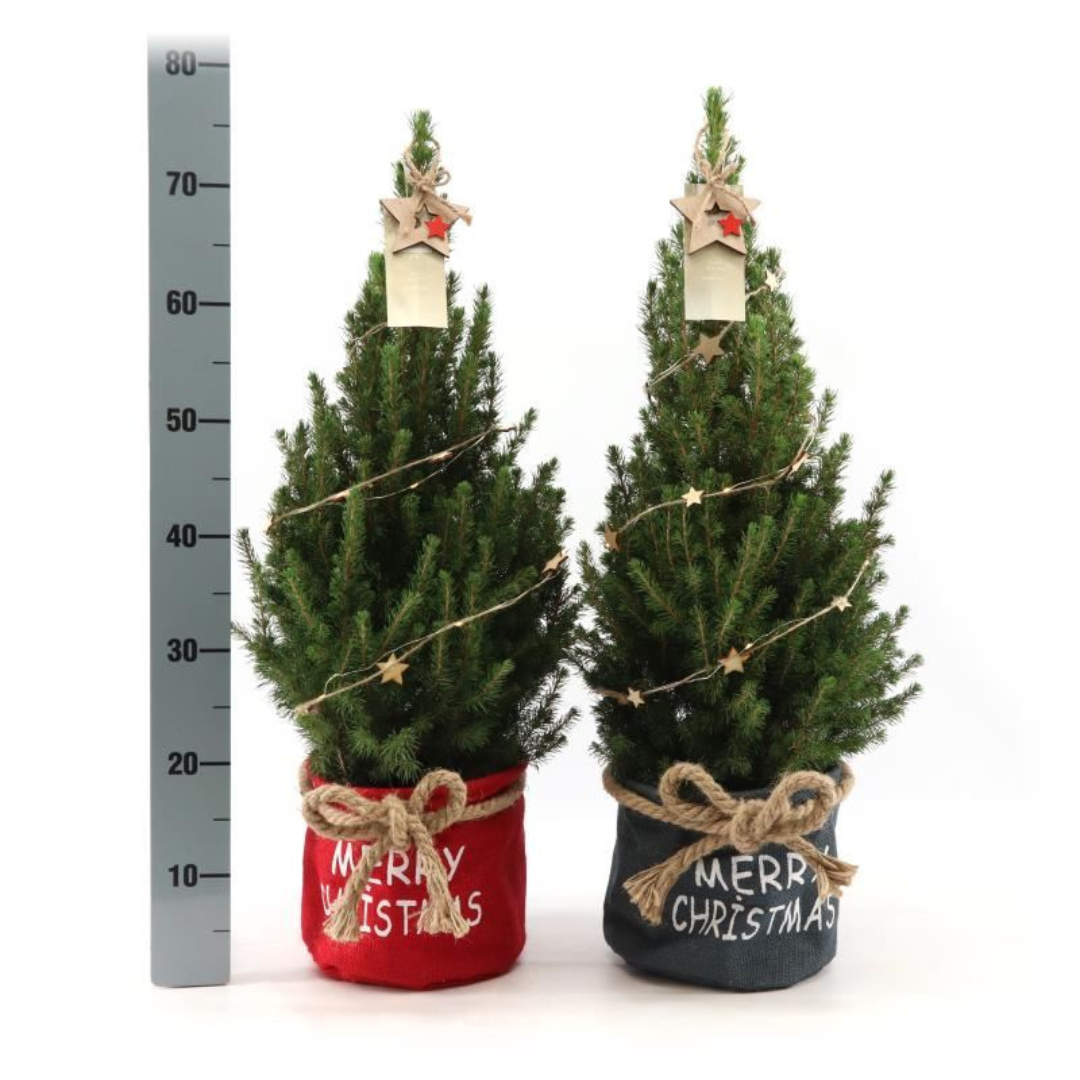 Petit sapin de Noël + Guirlande - 70 cm - Picea Glauca Conica