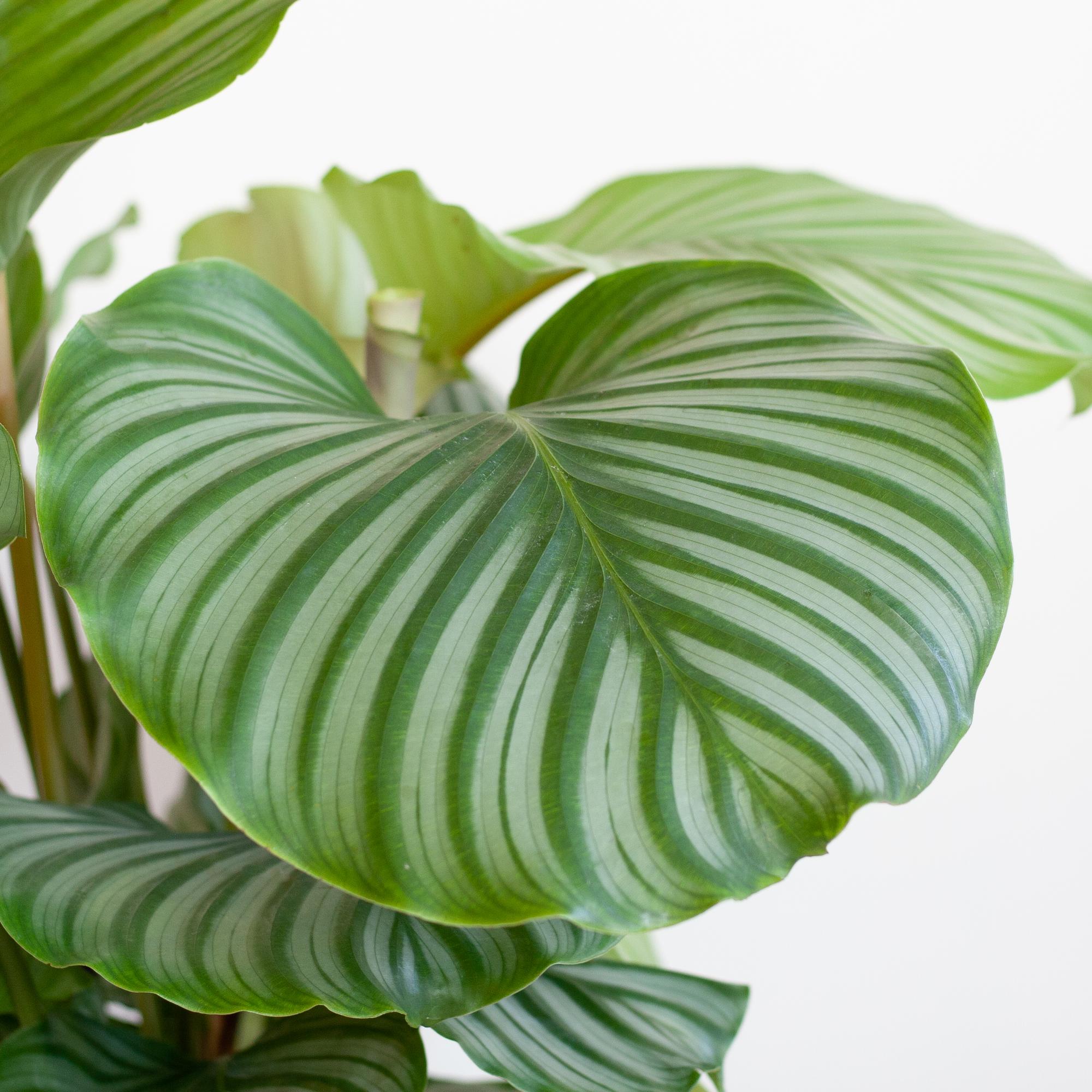 Calathea Orbifolia avec Viber gris - 65 cm - Ø21