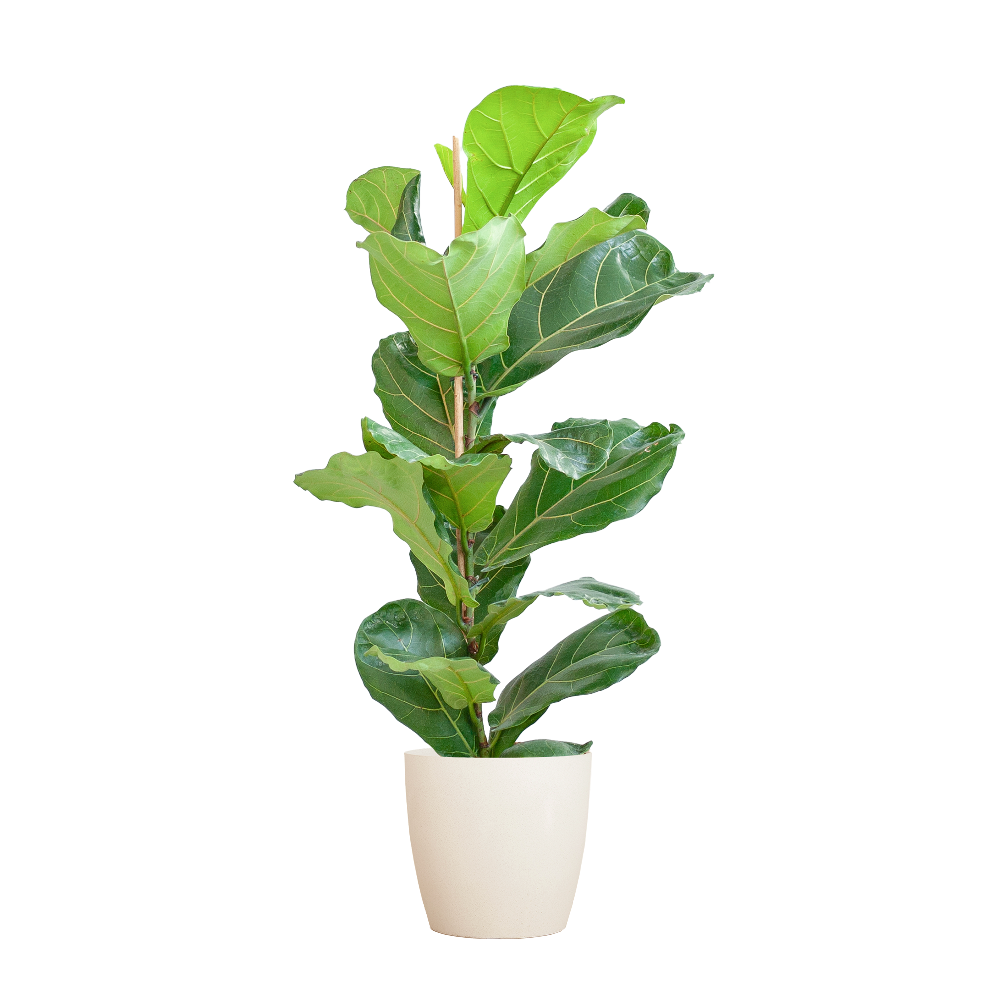 Ficus lyrata avec pot Viber blanc - 80 cm - Ø21