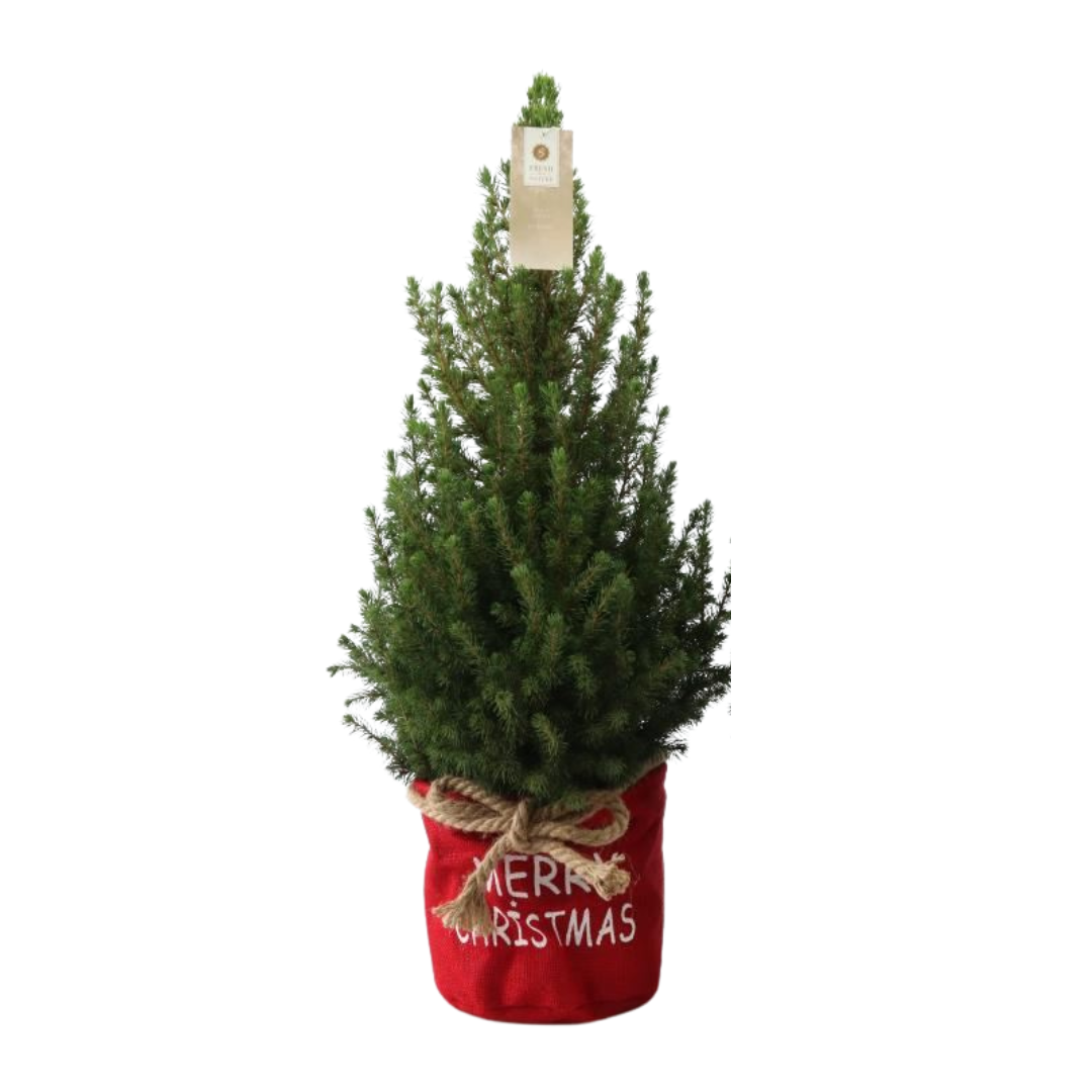 Petit sapin de Noël - 70 cm - Picea Glauca Conica
