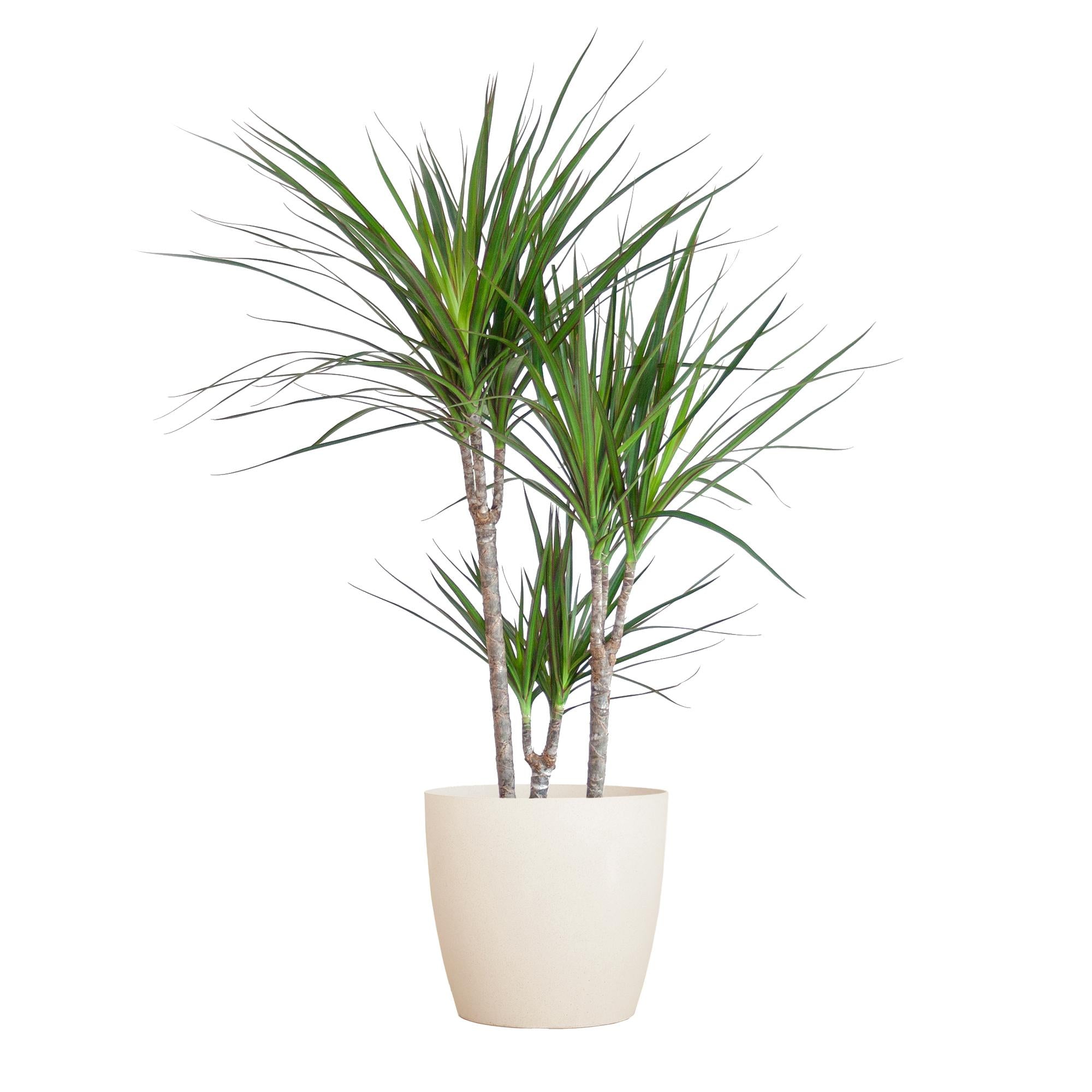 Dracaena Marginata avec Viber blanc - 95 cm - Ø21
