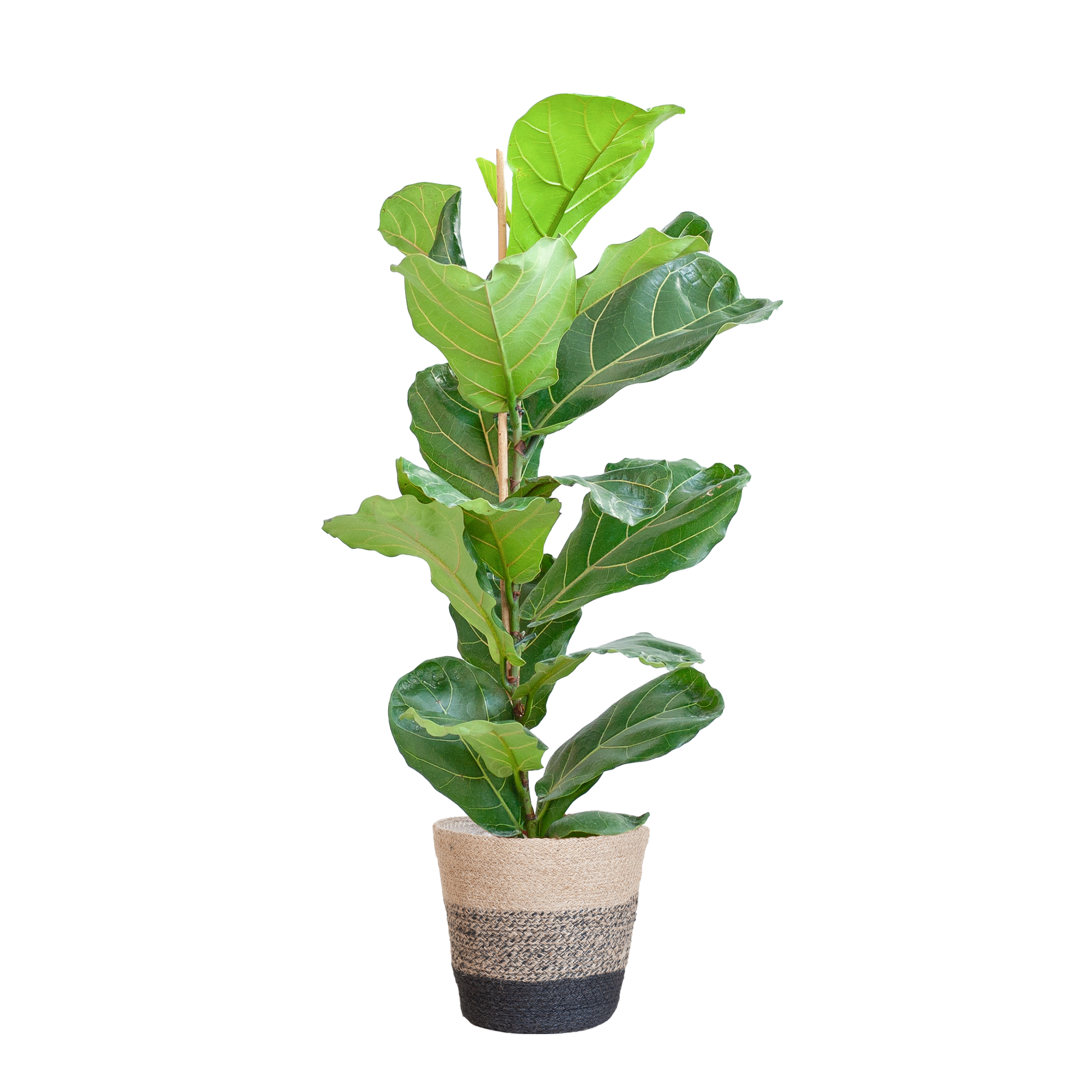 Ficus lyrata avec panier Lisbon noir - 80 cm - Ø21