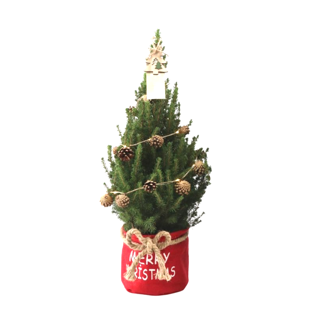 Petit sapin de Noël- 70 cm - Picea Glauca Conica