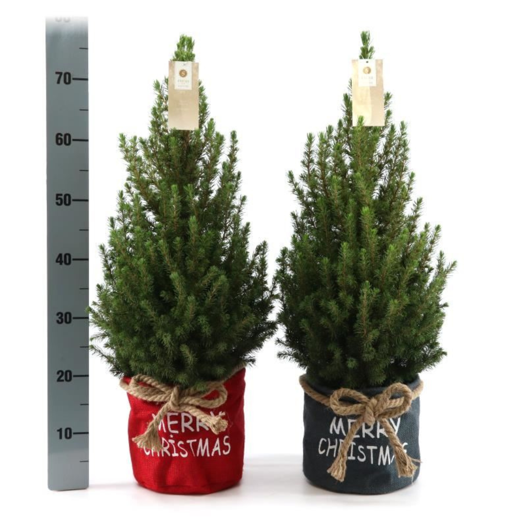 Petit sapin de Noël - 70 cm - Picea Glauca Conica