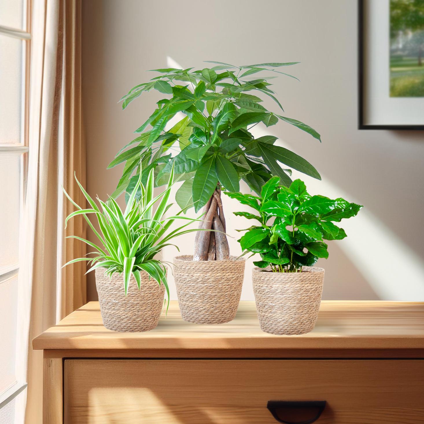 Jardinière respectueuse des animaux - Petite - avec panier Sofia Naturel - Ø12