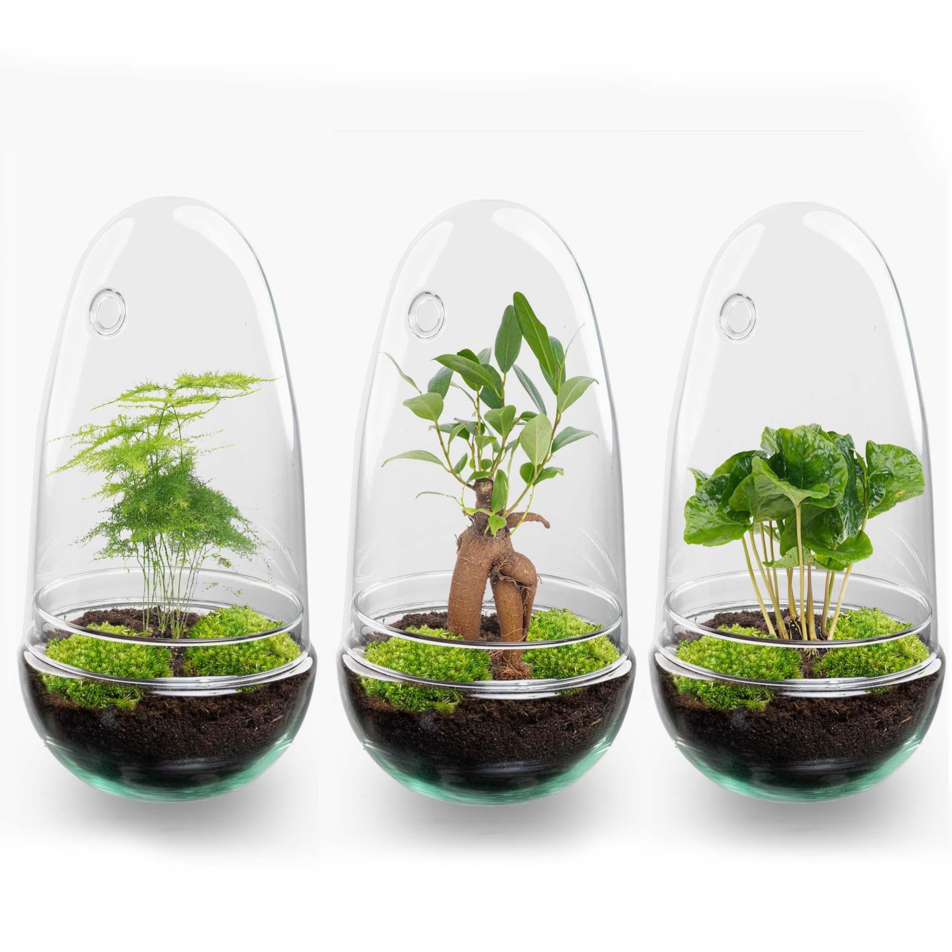 Terrarium à plantes DIY en deux parties, globe en verre - Bonsaï œuf - Ø 12 cm ↑ 25 cm