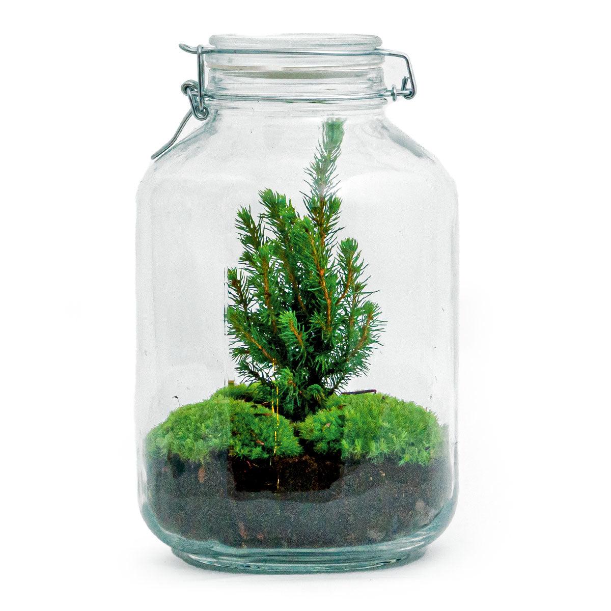 Terrarium à faire soi-même - Bocal de Noël - ↕ 28 cm