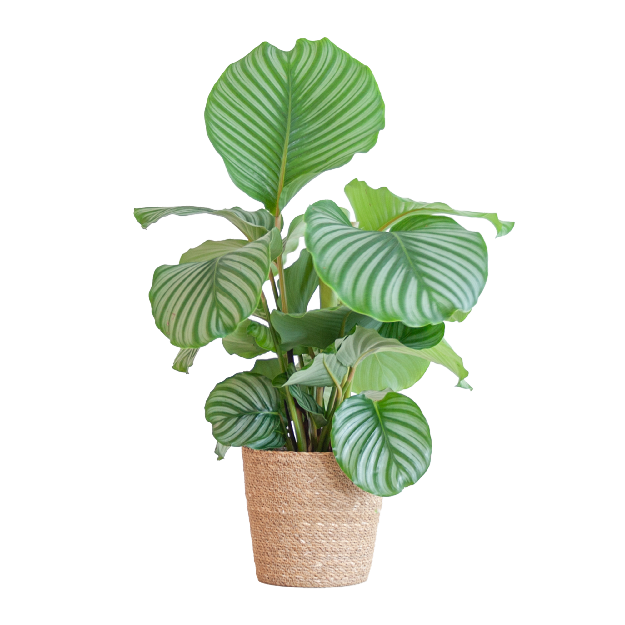 Calathea Orbifolia avec panier Sofia naturel - 65 cm - Ø21