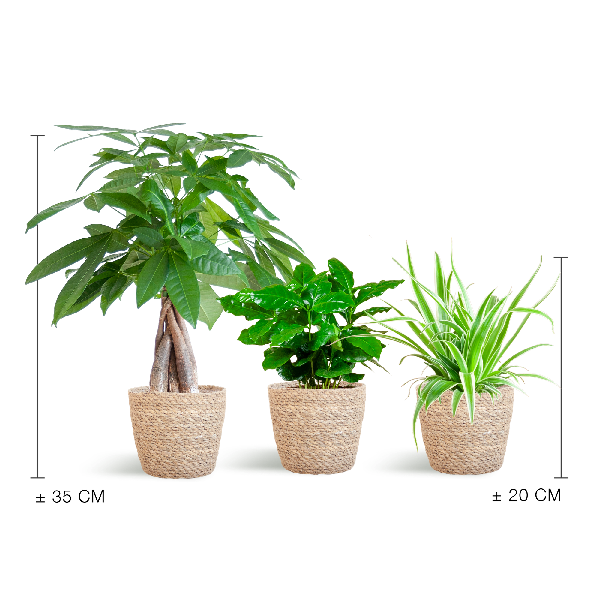 Jardinière respectueuse des animaux - Petite - avec panier Sofia Naturel - Ø12