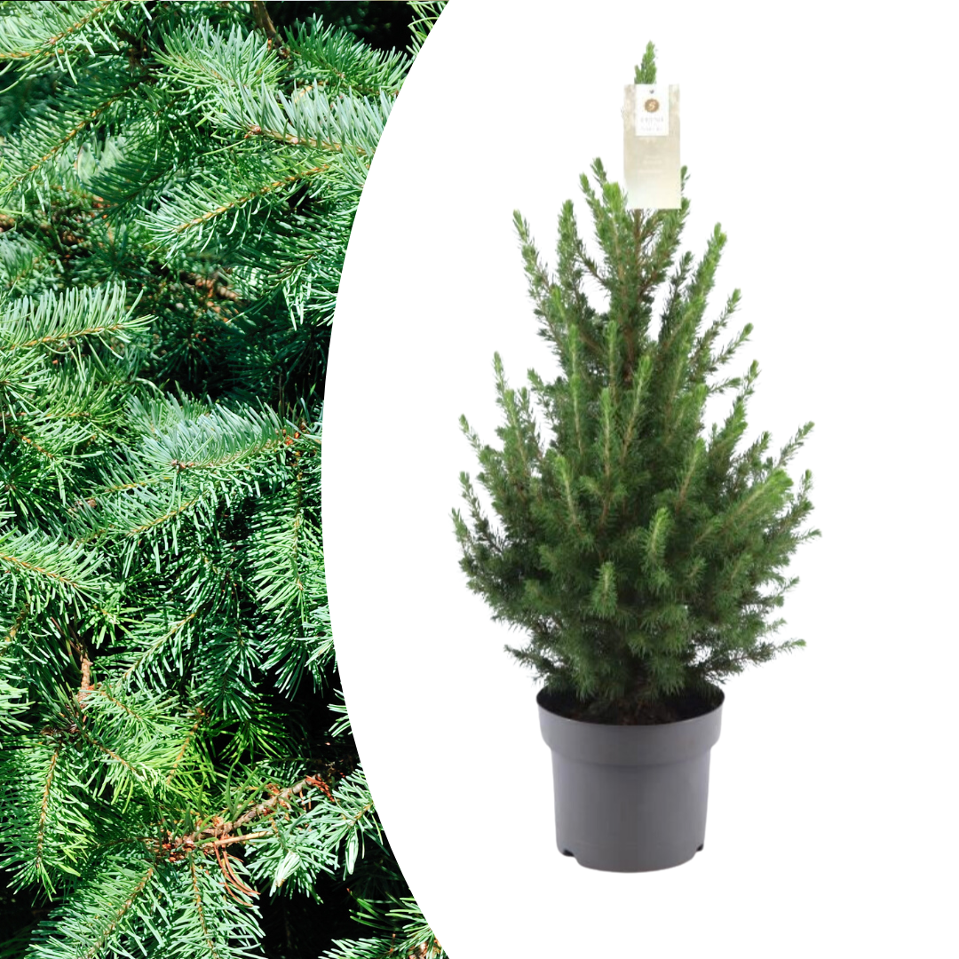 Petit sapin de Noël - 70 cm - Picea Glauca Conica