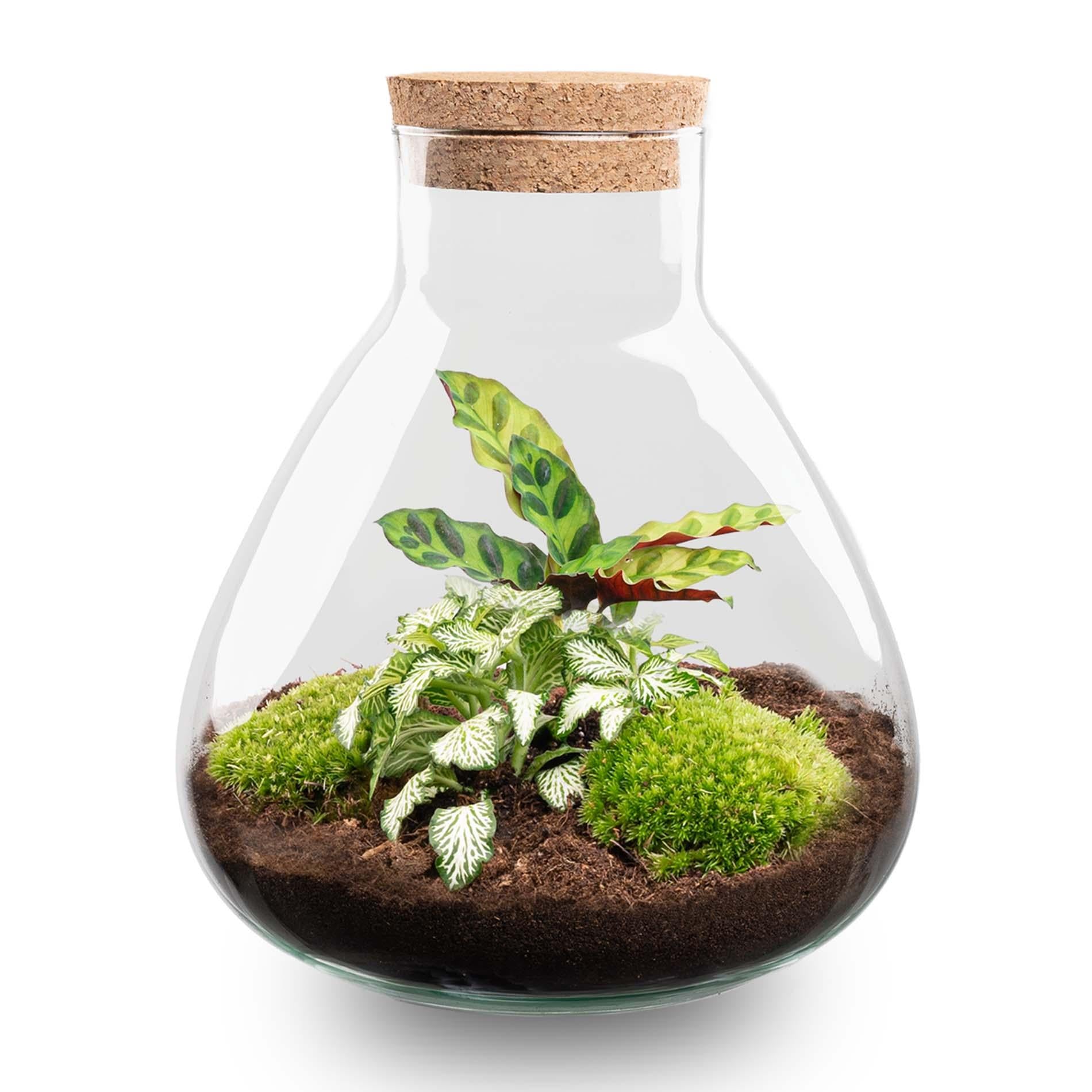 Terrarium à faire soi-même - Calathea Sammie - ↕ 27 cm - Sans outils