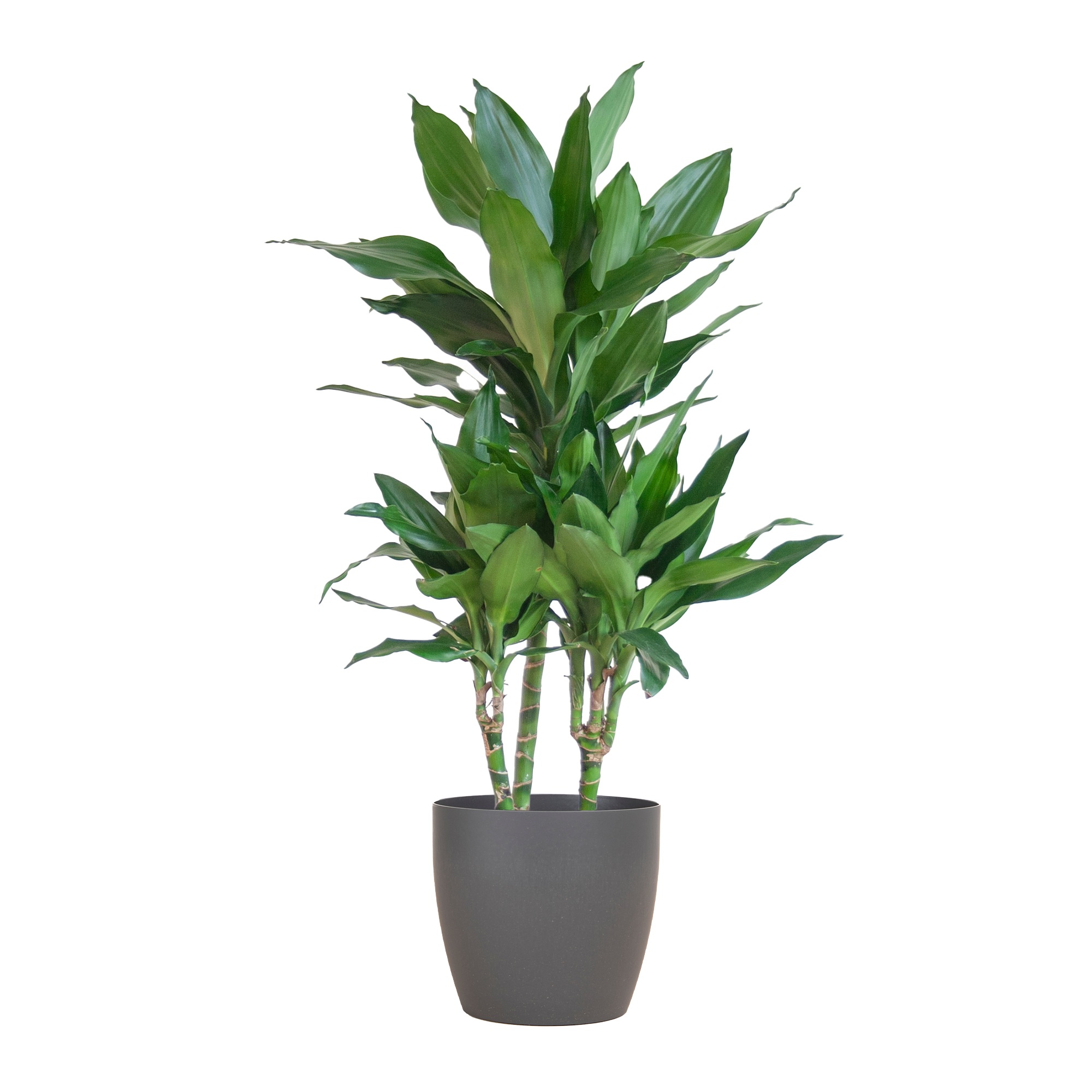 Dracaena Janet Lindt avec Viber gris - 95 cm - Ø21
