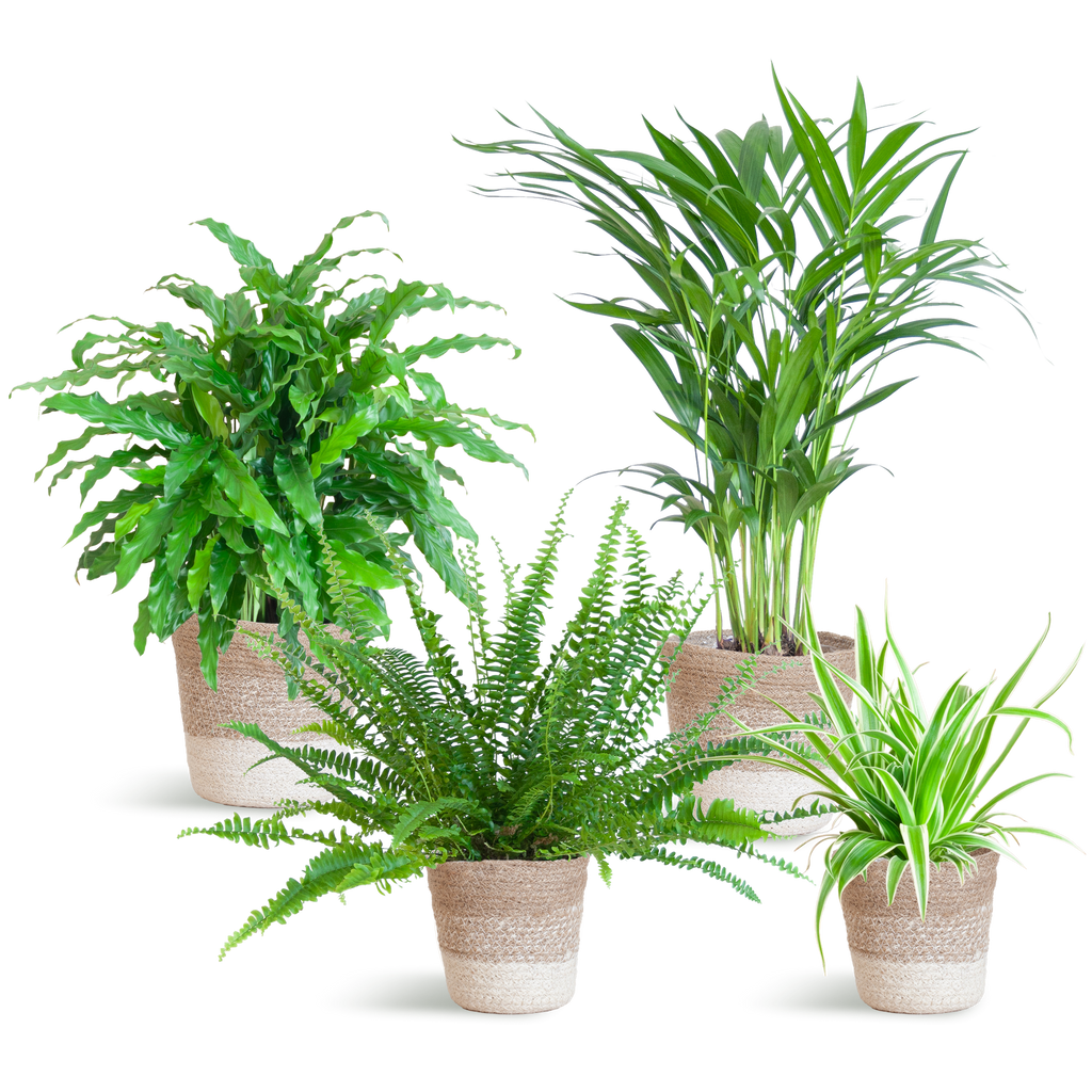 Ensemble de plantes respectueuses des animaux