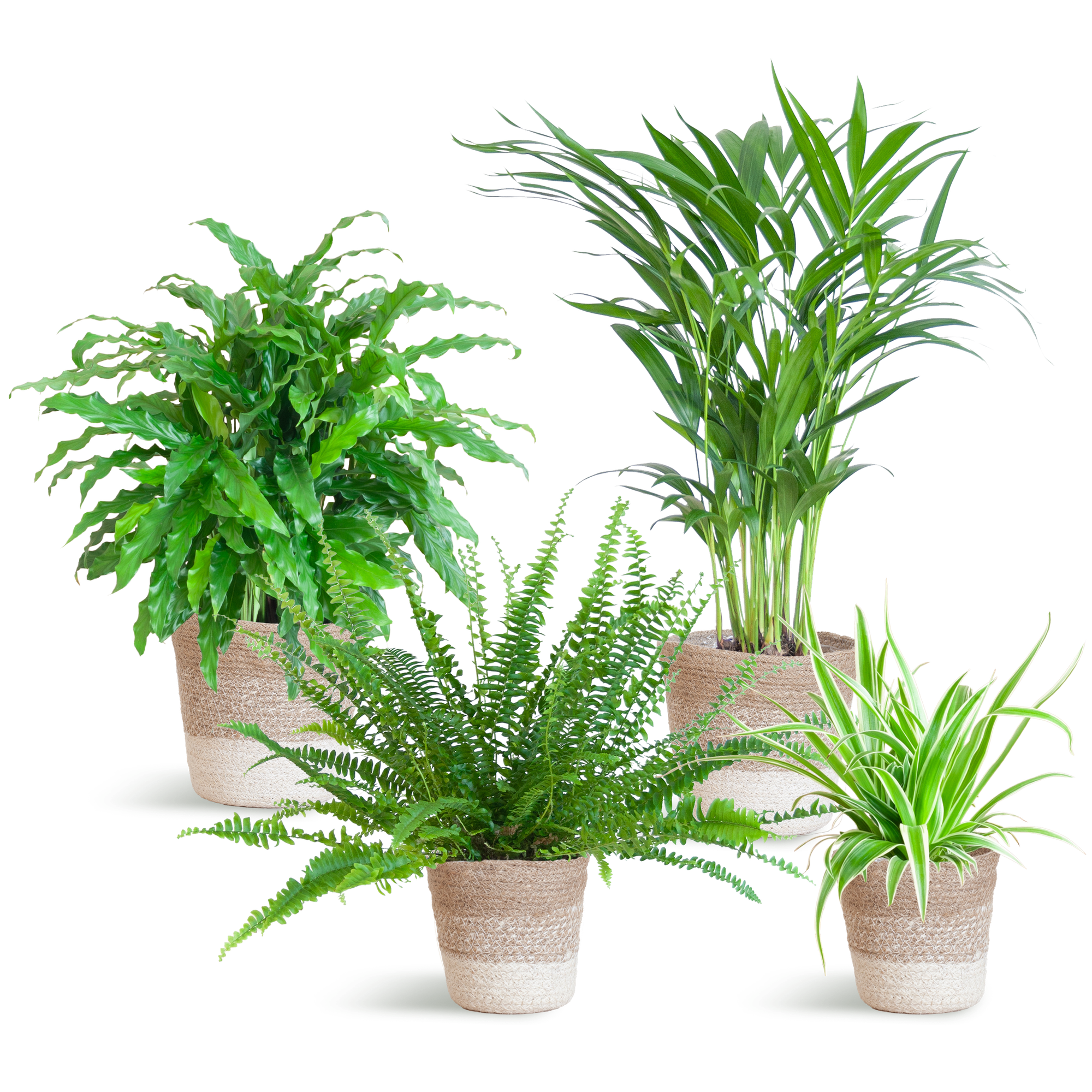 Ensemble de plantes respectueuses des animaux