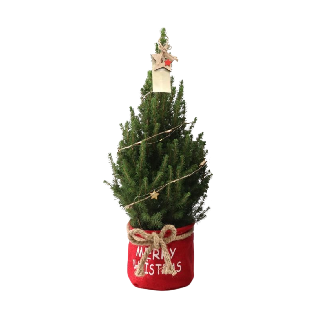Petit sapin de Noël+Guirlande  - 70 cm - Picea Glauca Conica