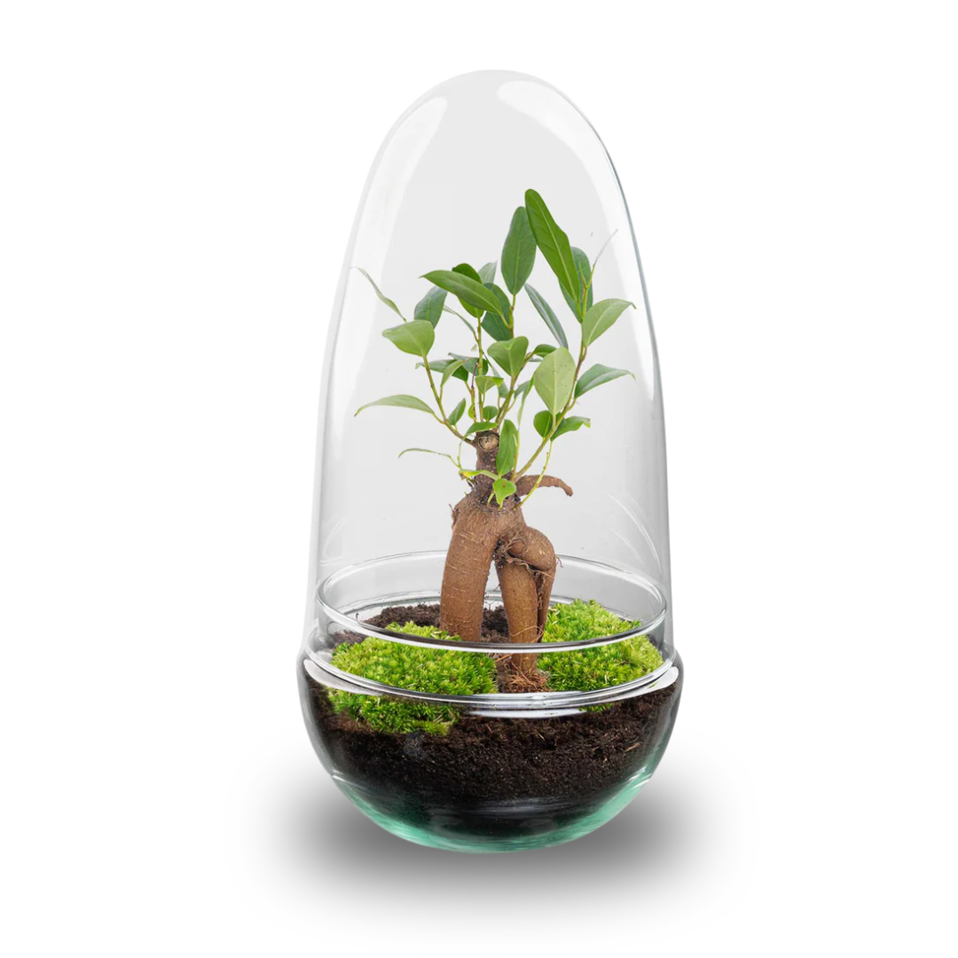 Terrarium à plantes DIY en deux parties, globe en verre - Bonsaï œuf - Ø 12 cm ↑ 25 cm