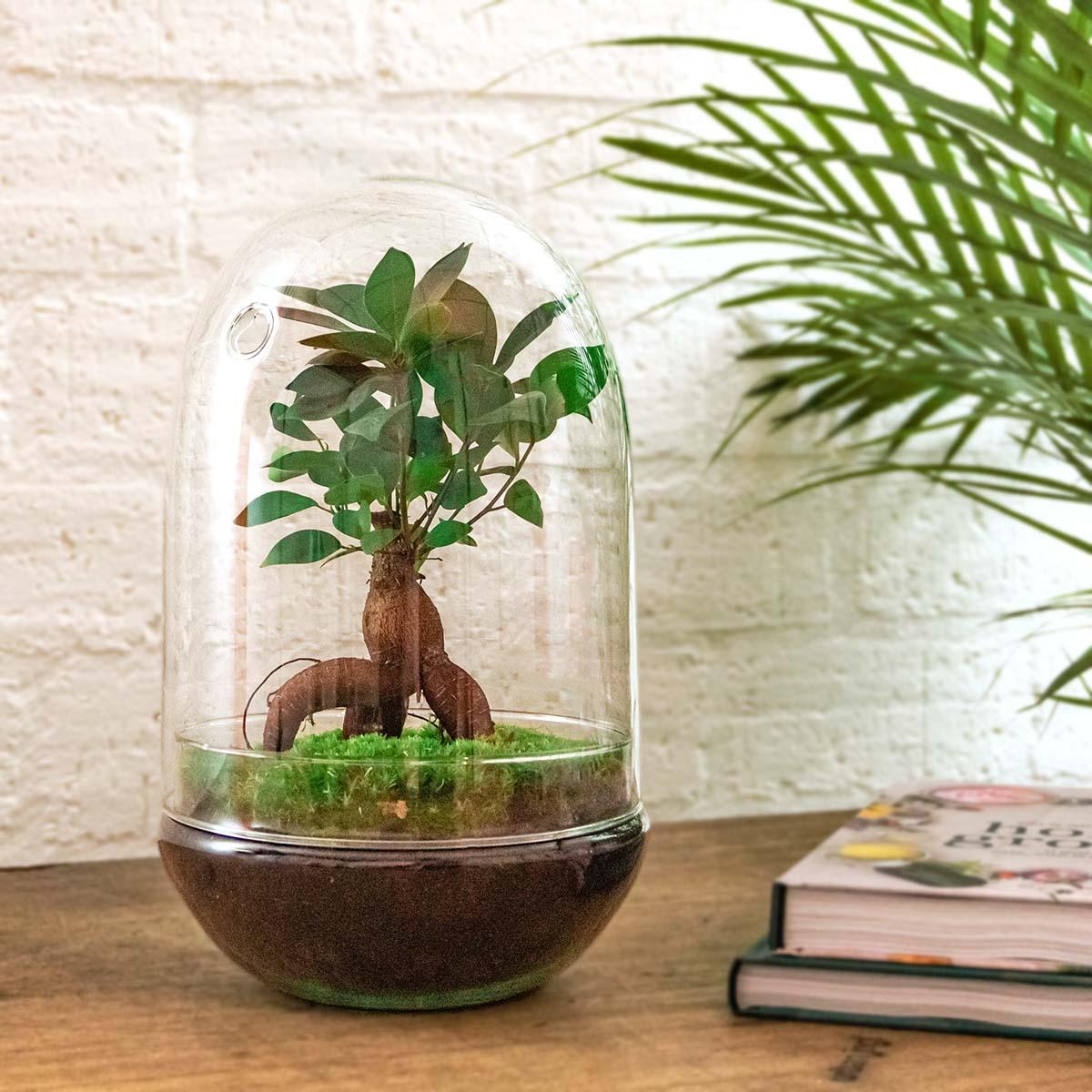 Terrarium à plantes DIY en deux parties, globe en verre - Egg XL Bonsai - Ø 17,5 cm ↑ 30 cm