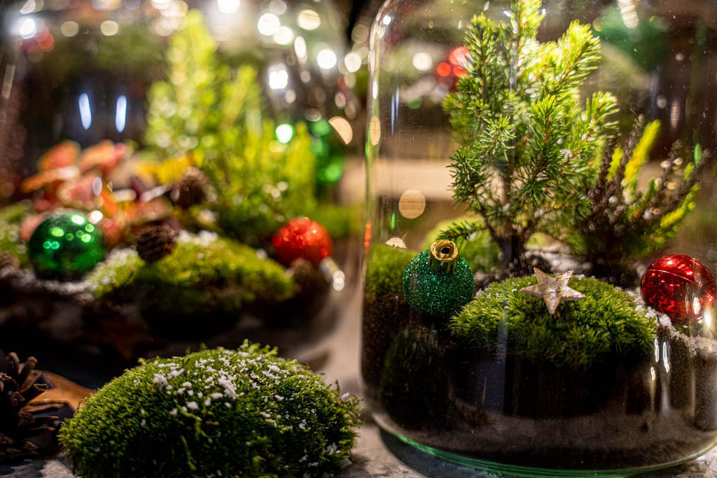 Terrarium de Noël aux baies - Terrarium végétal - Kit de Noël à faire soi-même - Ø 19 cm ↑ 20 cm