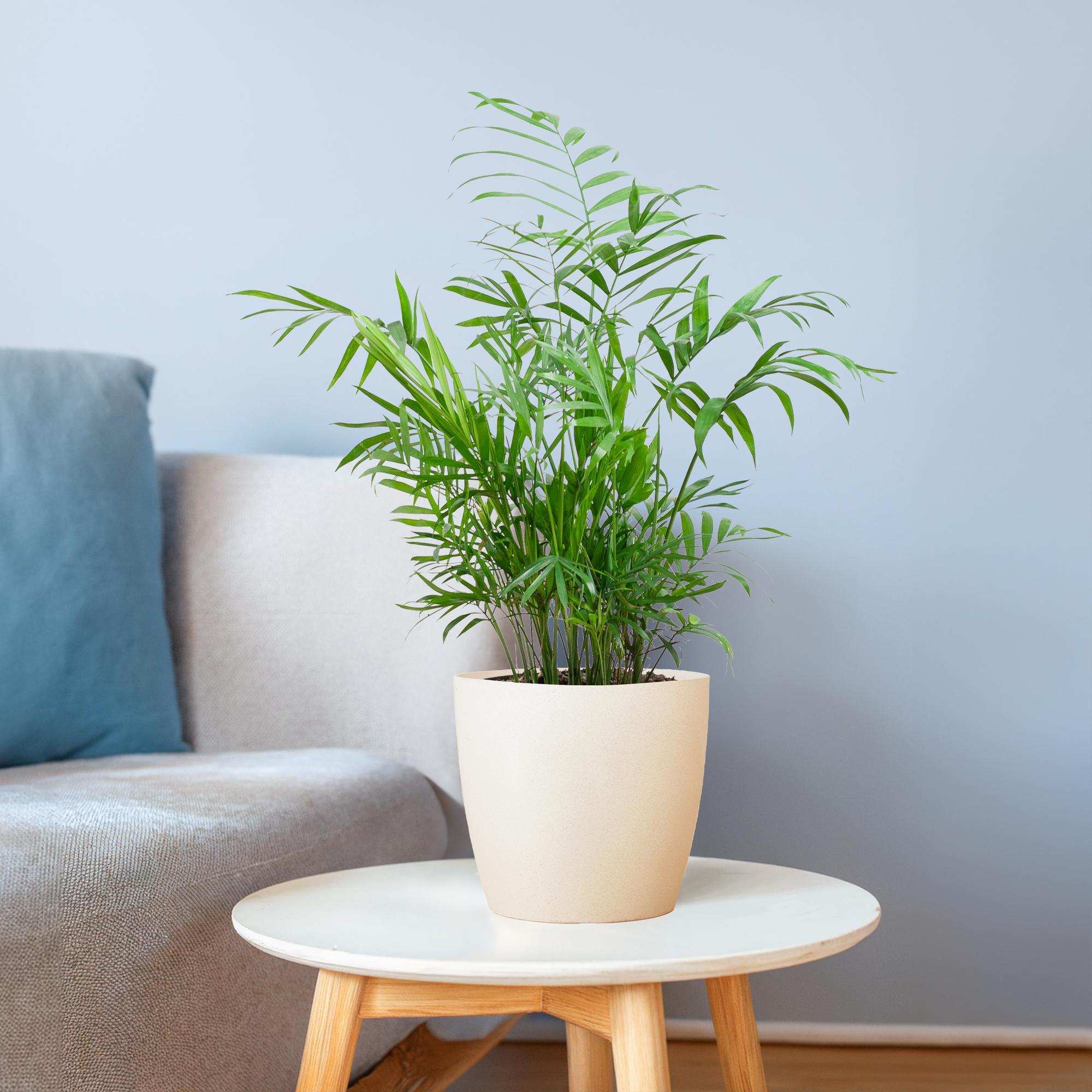 Chamaedorea Elegans avec Viber blanc - 55 cm - Ø17