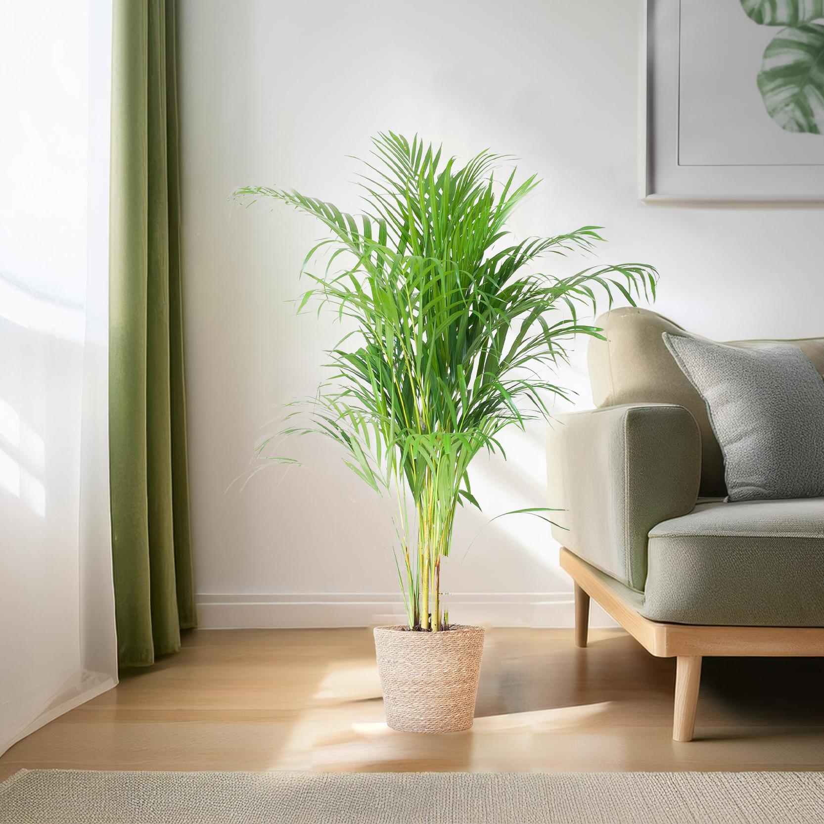 Palmier Areca (Dypsis) avec panier Sofia naturel - 100 cm - Ø21