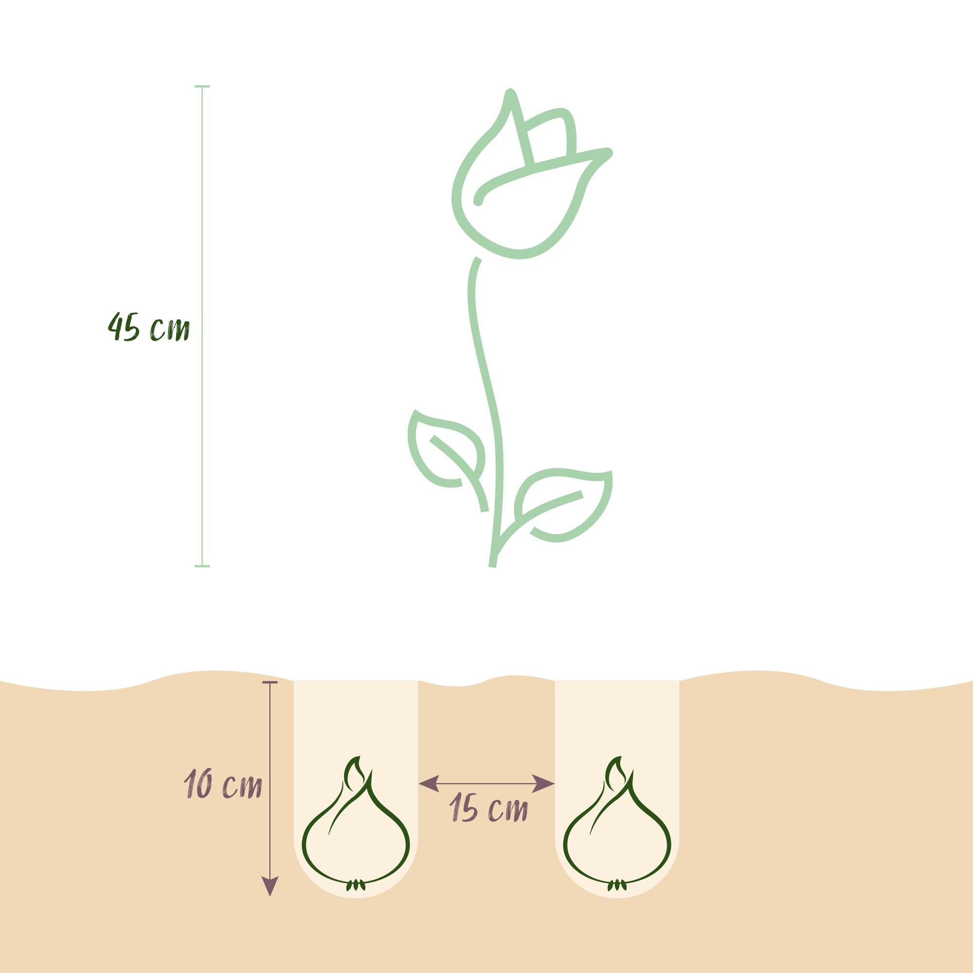 Bulbes de fleurs - Tulipe double lilas - Couleur violette - 50 bulbes - Calibre 11/12 - Paquet XXL