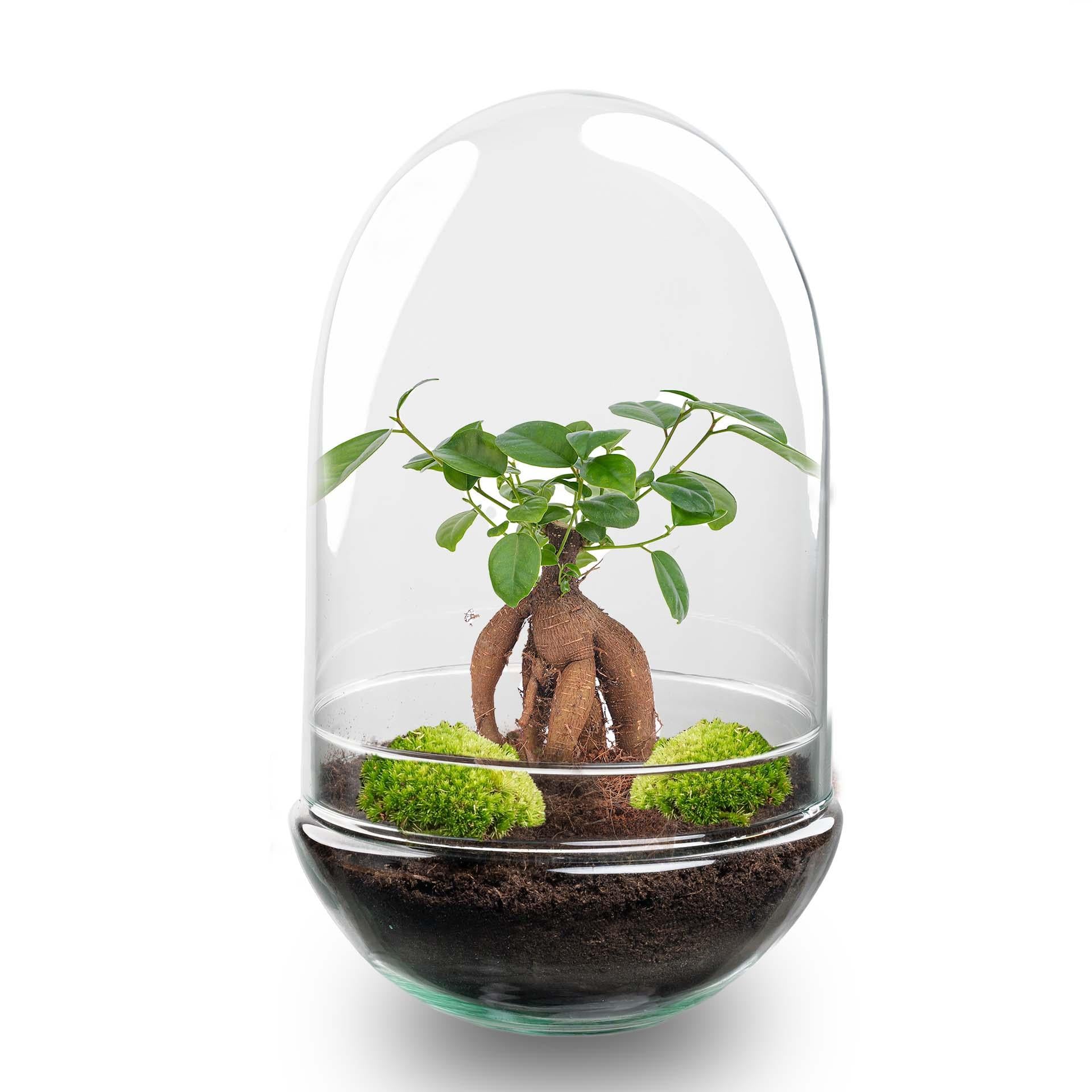 Terrarium à plantes DIY en deux parties, globe en verre - Egg XL Bonsai - Ø 17,5 cm ↑ 30 cm