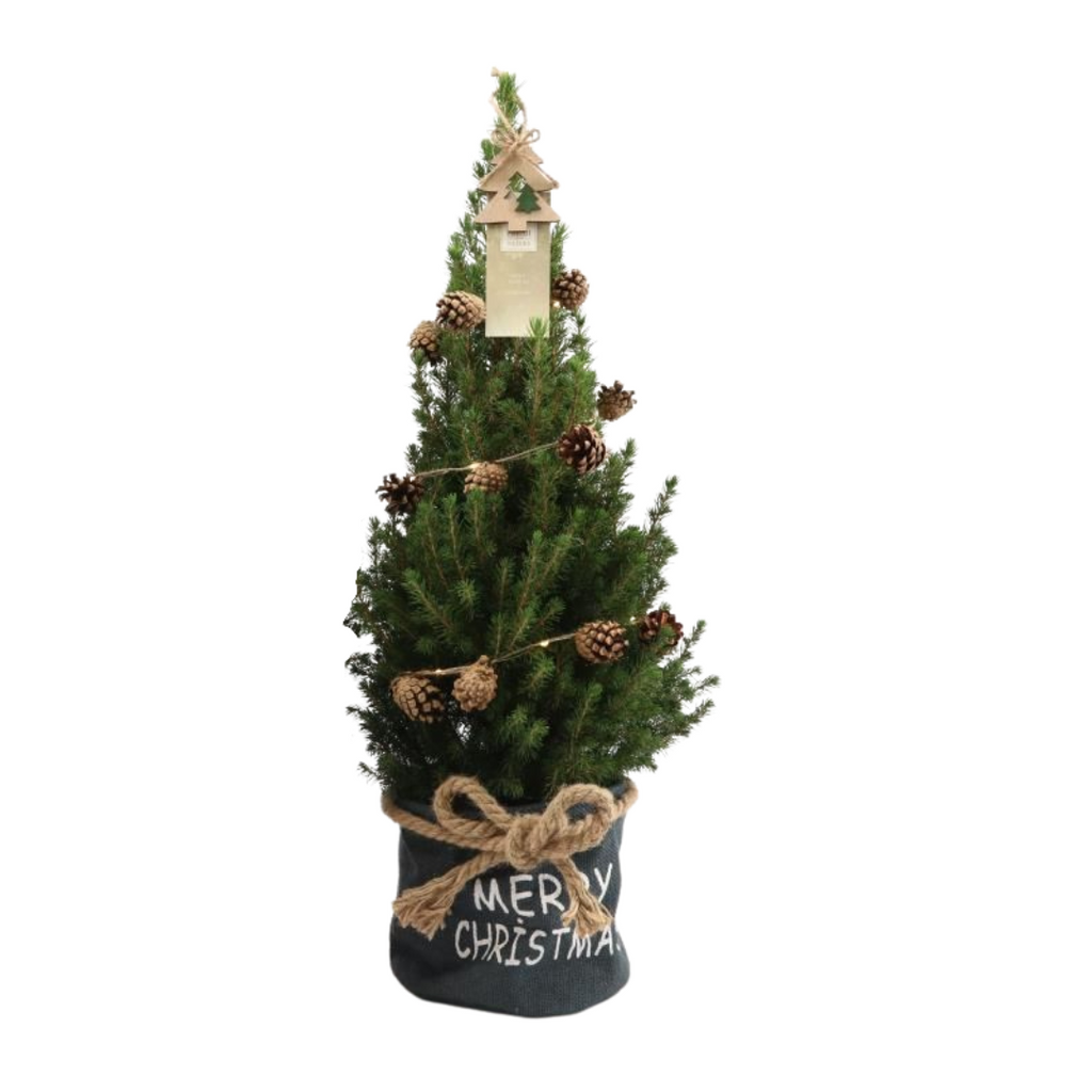 Petit sapin de Noël + Guirlande - 70 cm - Picea Glauca Conica
