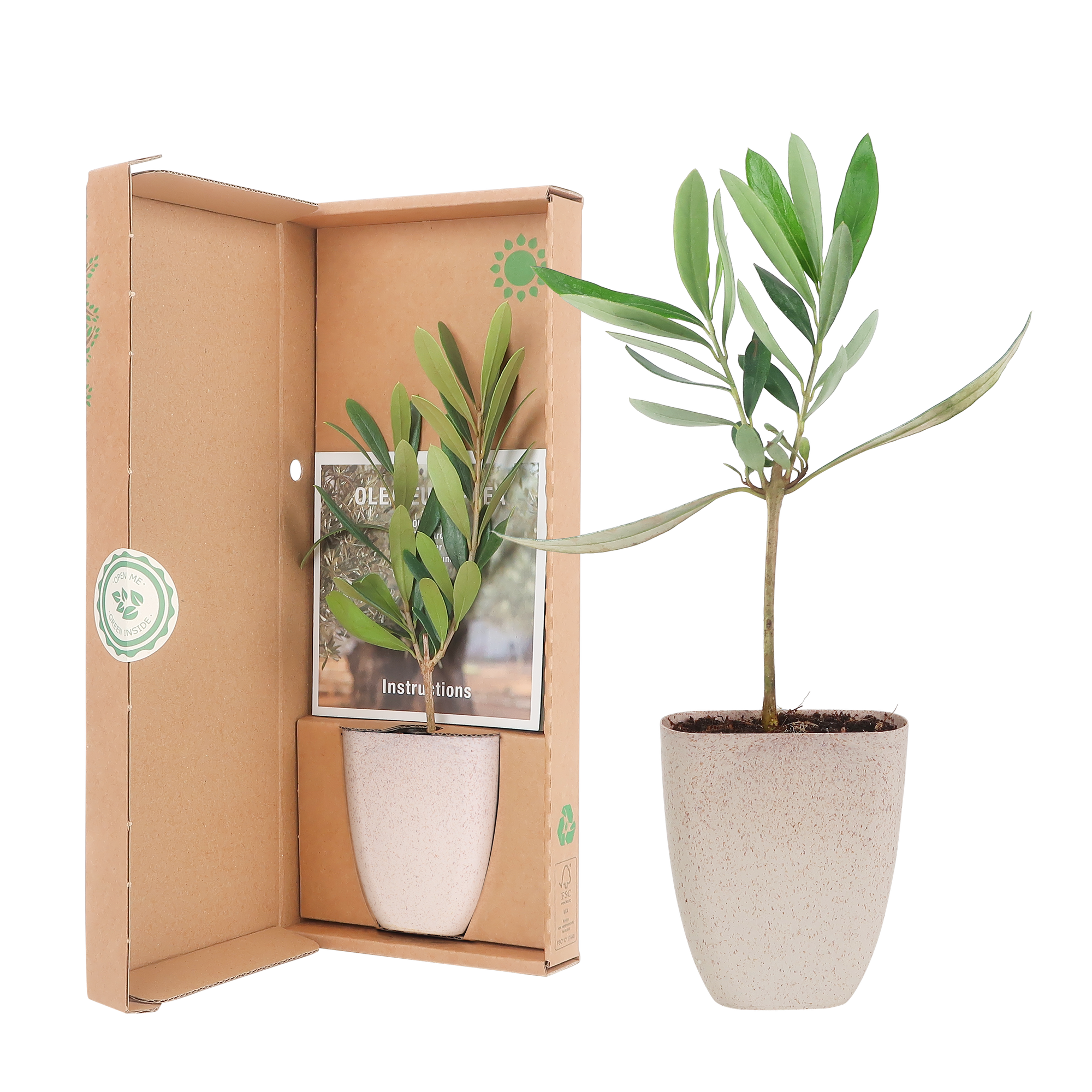 Mini olivier - Boîte aux lettres avec livret d'information