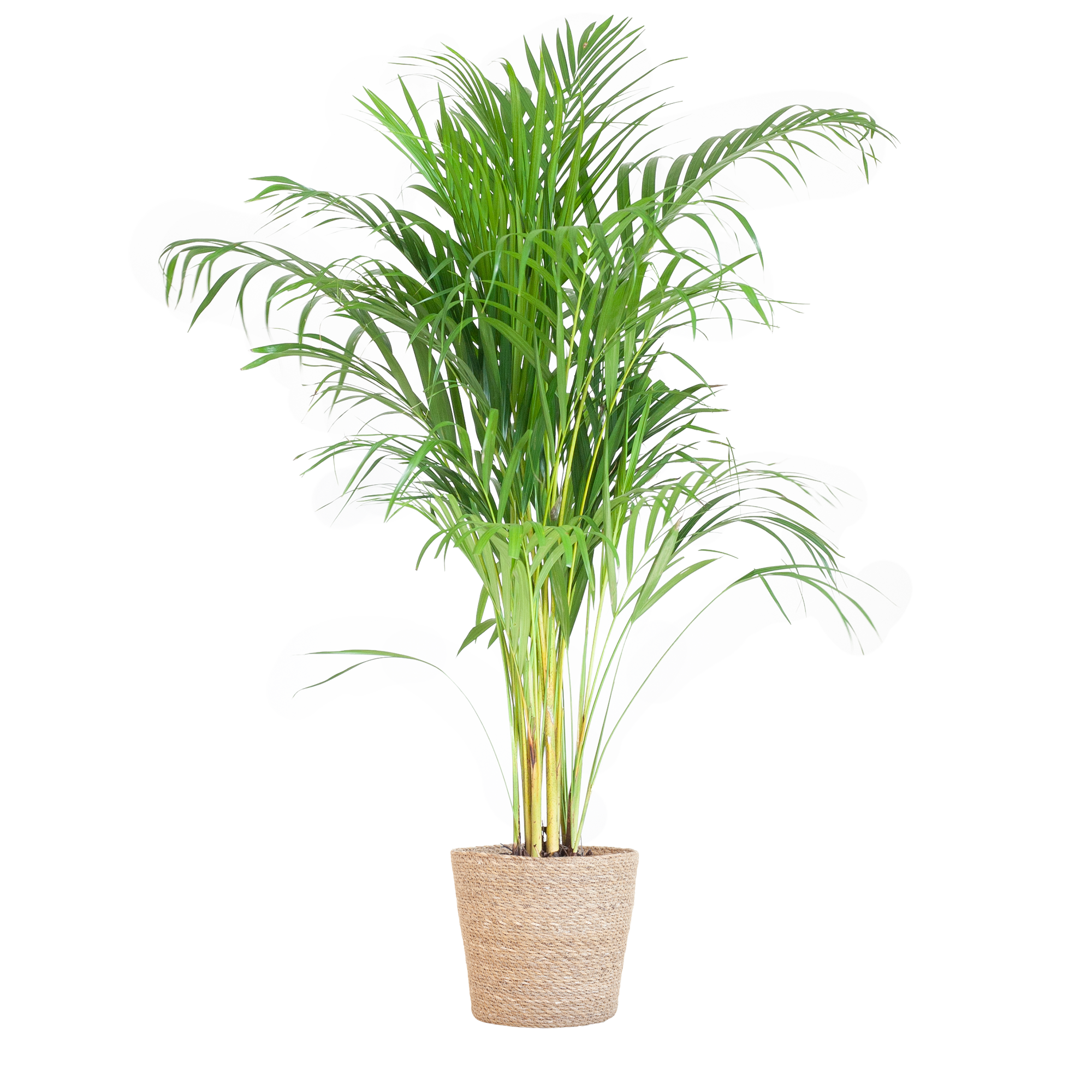 Palmier Areca (Dypsis) avec panier Sofia naturel - 100 cm - Ø21