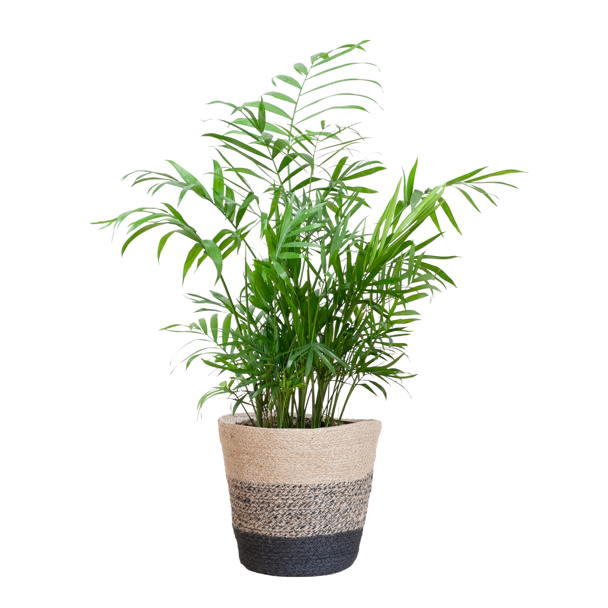 Chamaedorea Elegans avec panier Lisbon noir - 55 cm - Ø17