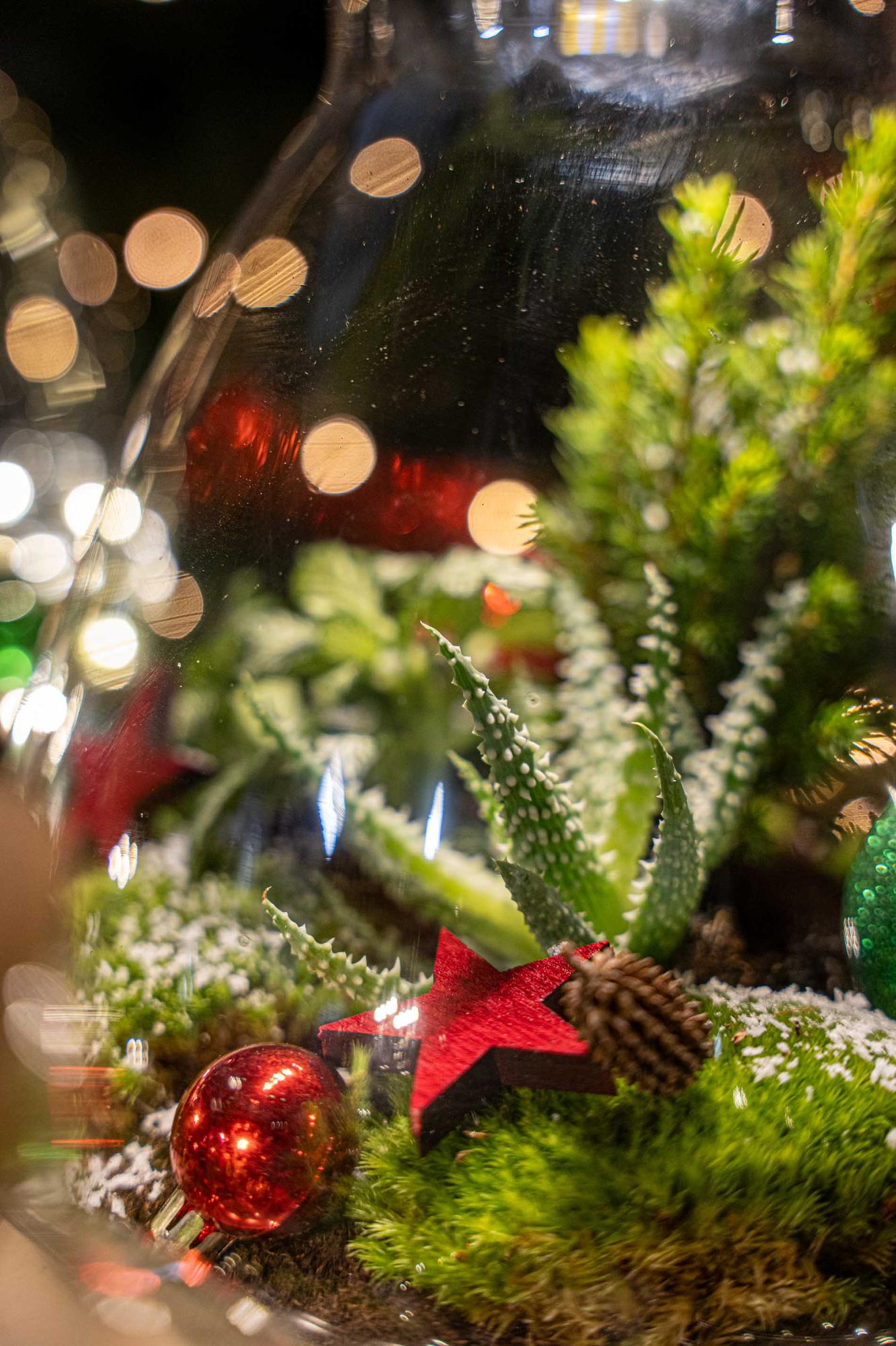 Terrarium de Noël givré - Kit de terrarium végétal à faire soi-même pour Noël - Ø 17 cm ↑ 25 cm