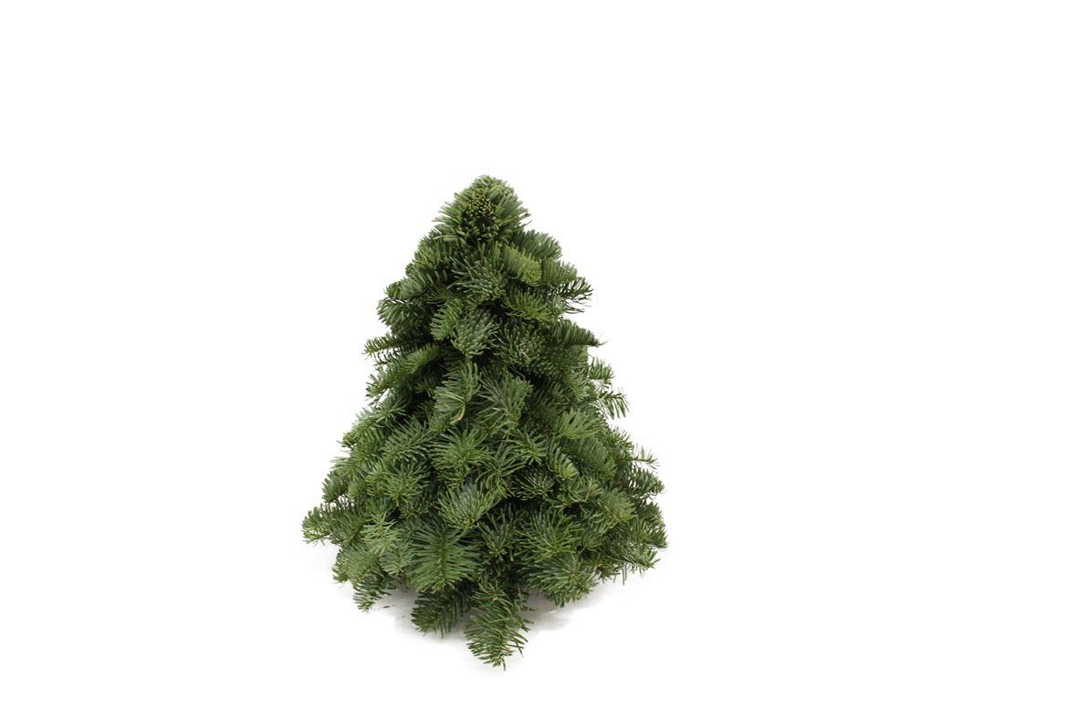 Sapin Nobilis - ↕30cm