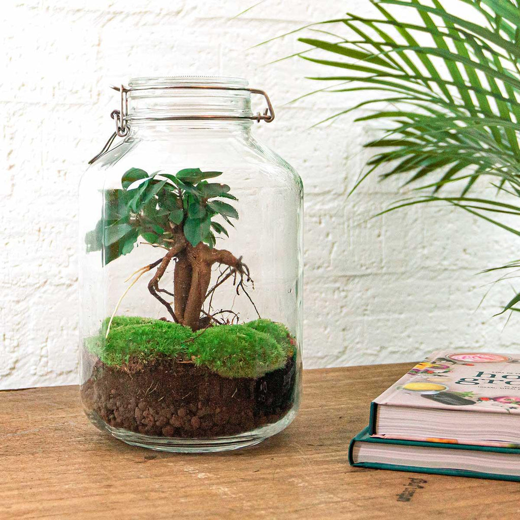 Terrarium DIY - Pot - Bonsaï Ficus Ginseng - ↕ 28 cm - Normal