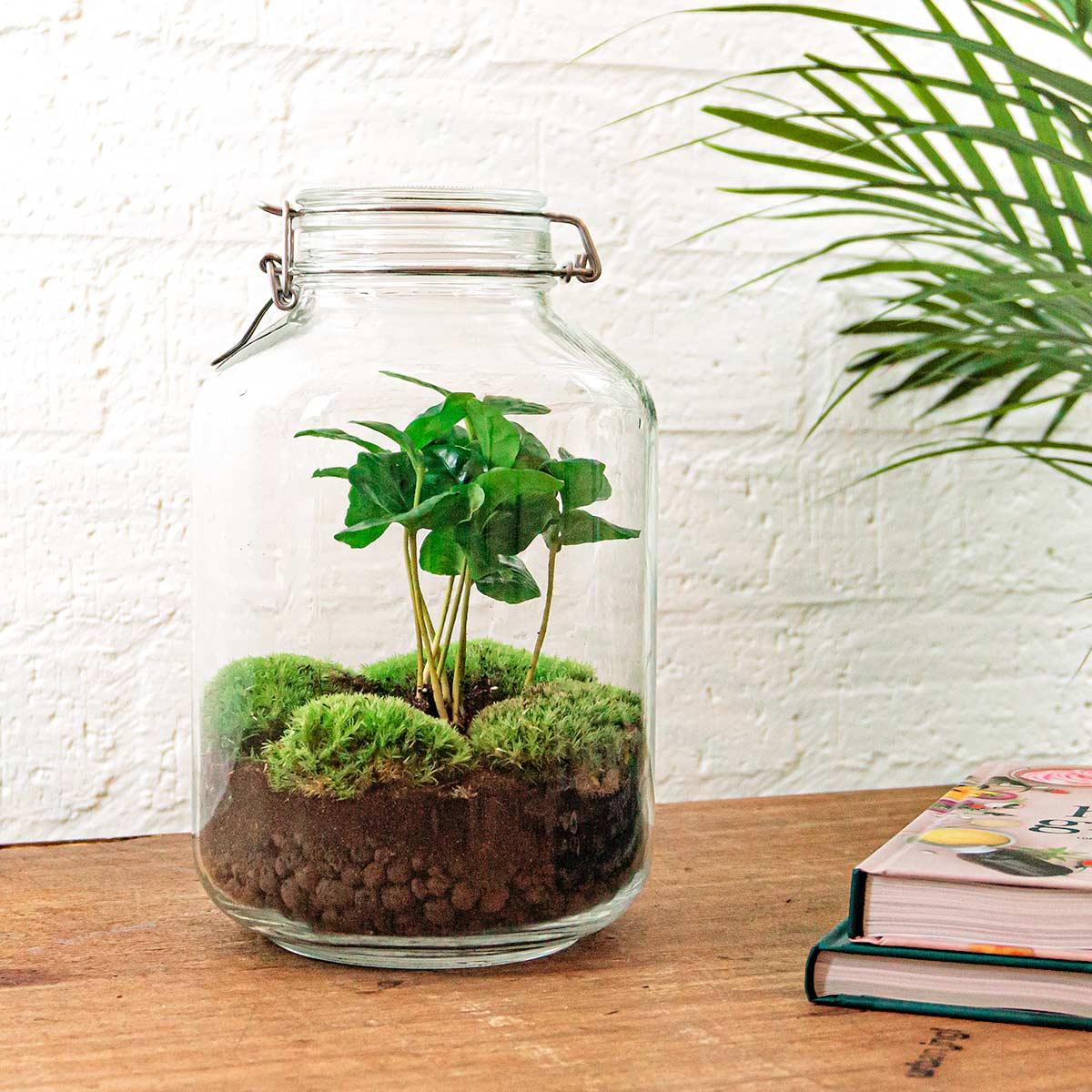 Terrarium DIY - Pot - Coffea Arabica - ↕ 28 cm - Pot Normal