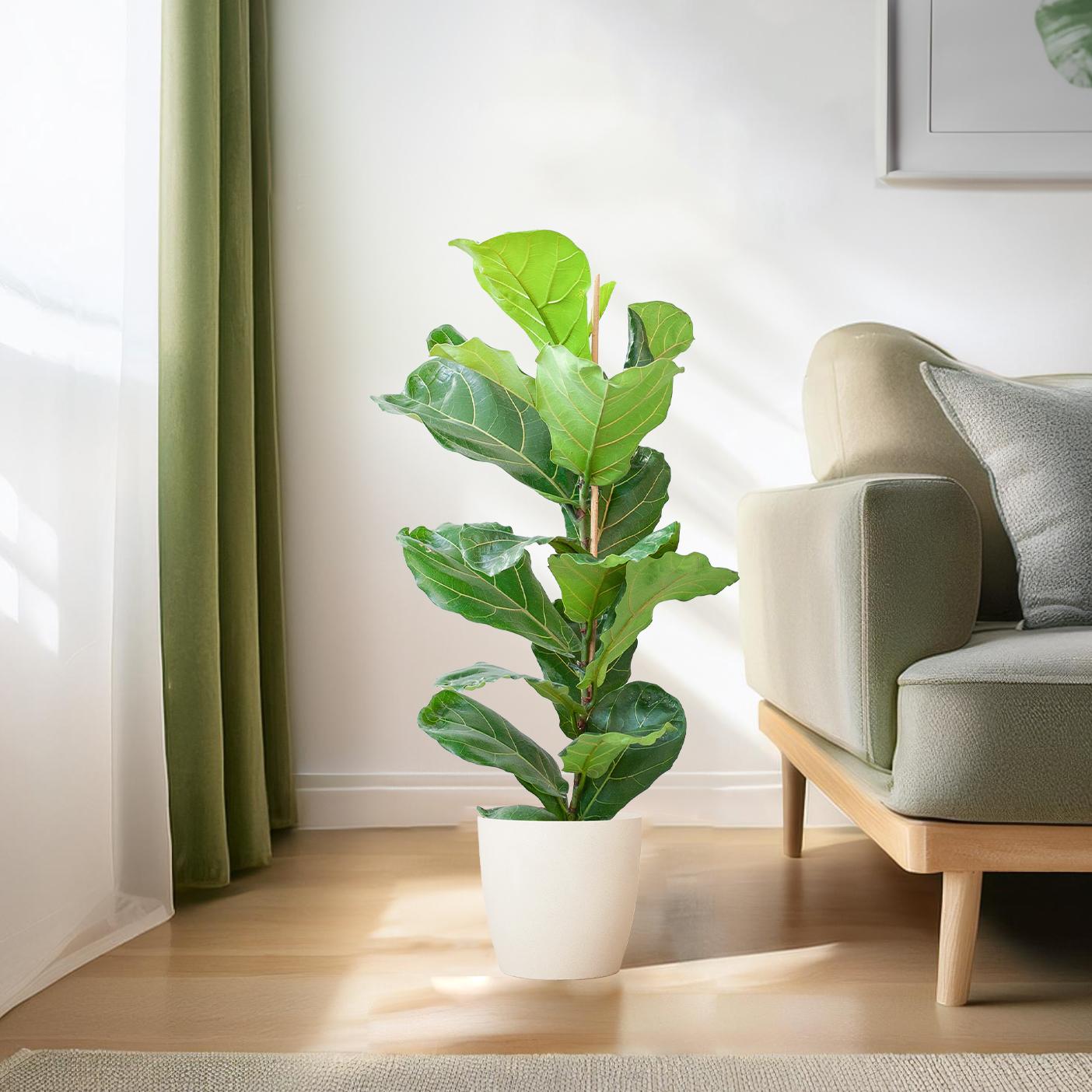 Ficus lyrata avec pot Viber blanc - 80 cm - Ø21