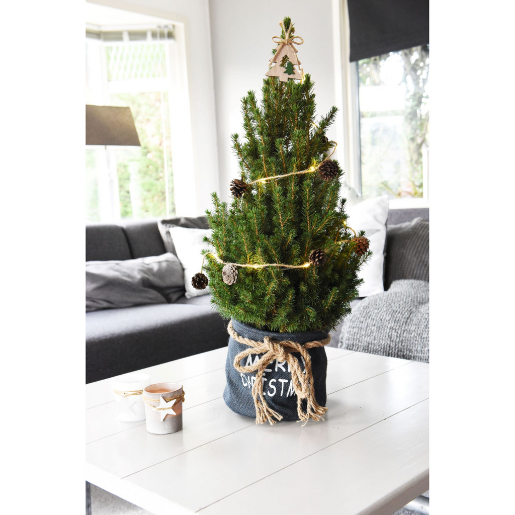 Petit sapin de Noël + Guirlande - 70 cm - Picea Glauca Conica