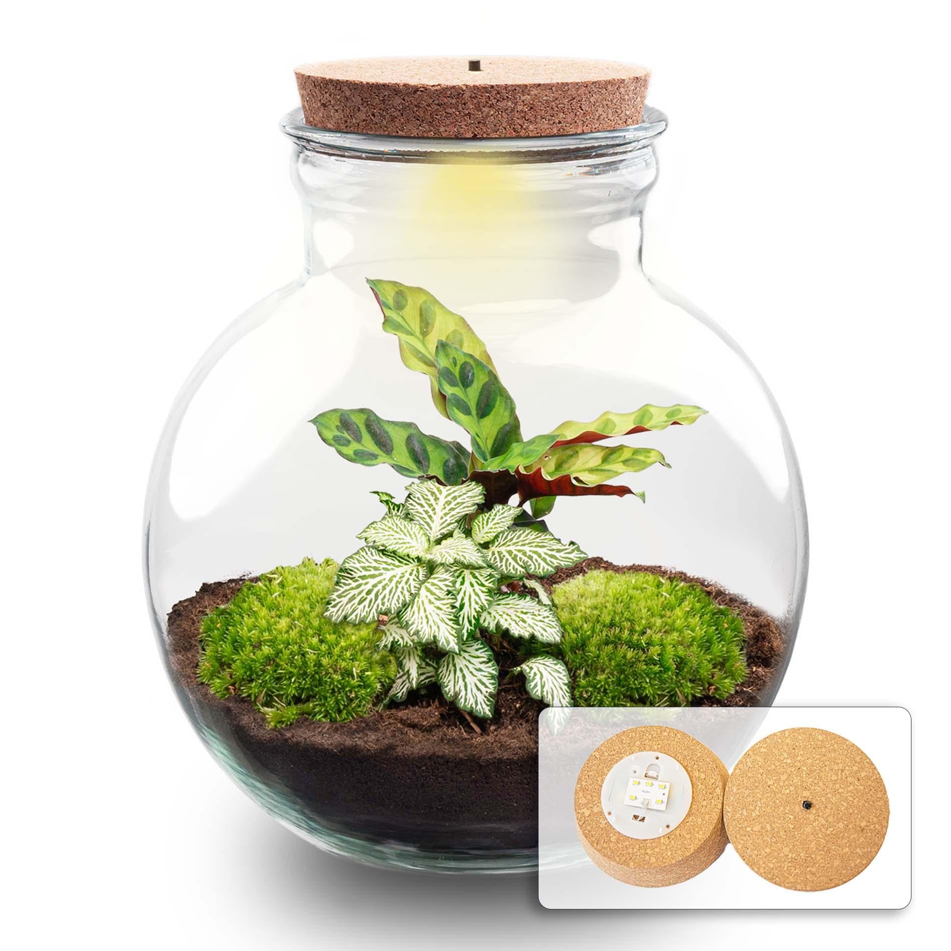 Terrarium pour plantes à monter soi-même (avec éclairage) - Teddy - Ø 25 cm ↑ 26,5 cm - Avec bouchon LED