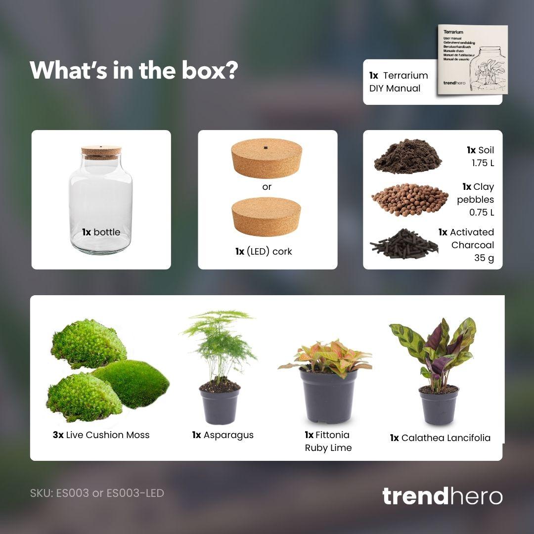 Terrarium à plantes à monter soi-même avec éclairage - Couleur laiteuse - Ø 21 cm ↑ 30 cm - Sans outils
