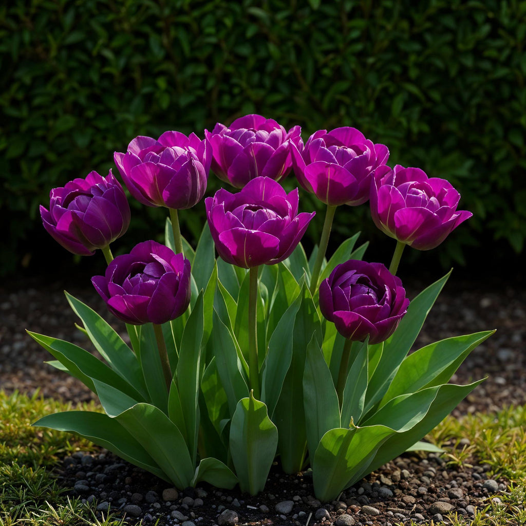 Bulbes de fleurs - Tulipe double lilas - Couleur violette - 50 bulbes - Calibre 11/12 - Paquet XXL