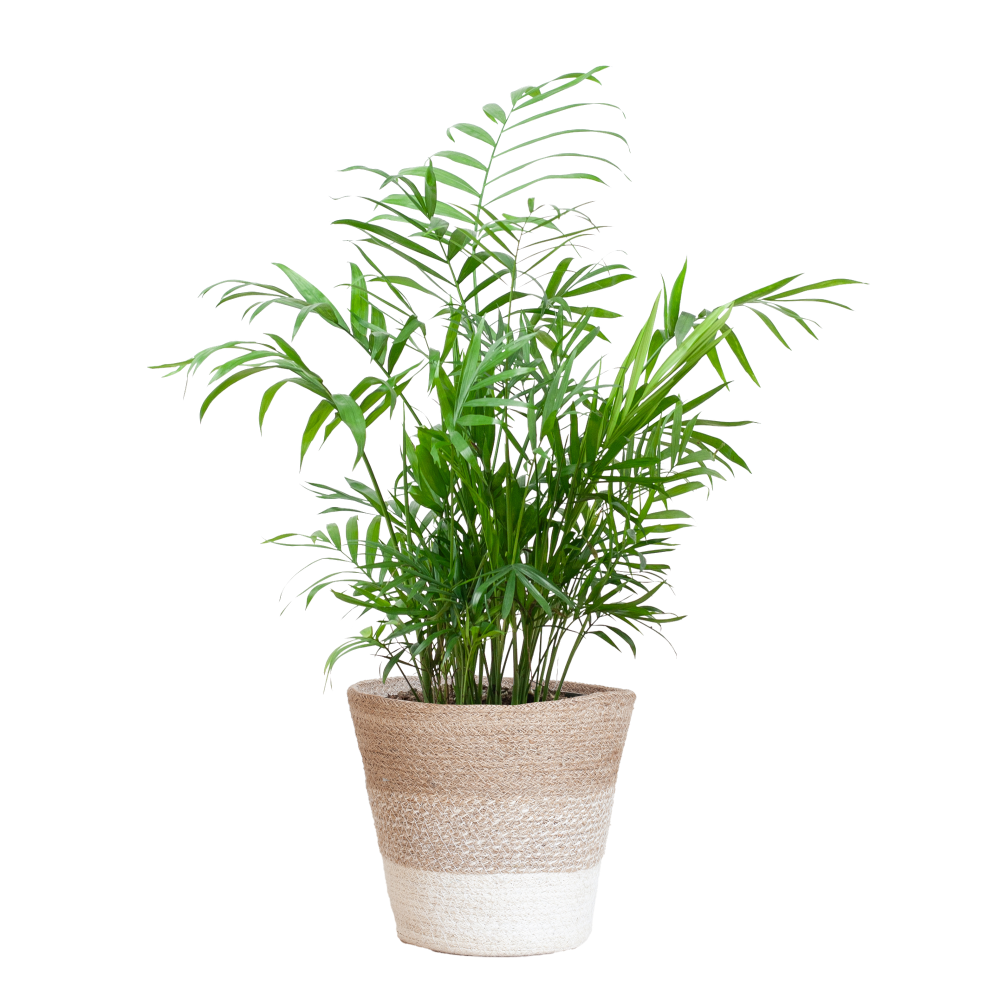 Chamaedorea Elegans avec panier Lisbon blanc - 55 cm - Ø17