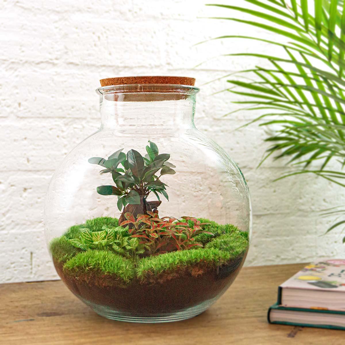Terrarium à plantes à faire soi-même - Bonsaï Bolder Bob - Ø 31 cm ↑ 30 cm - Sans outils