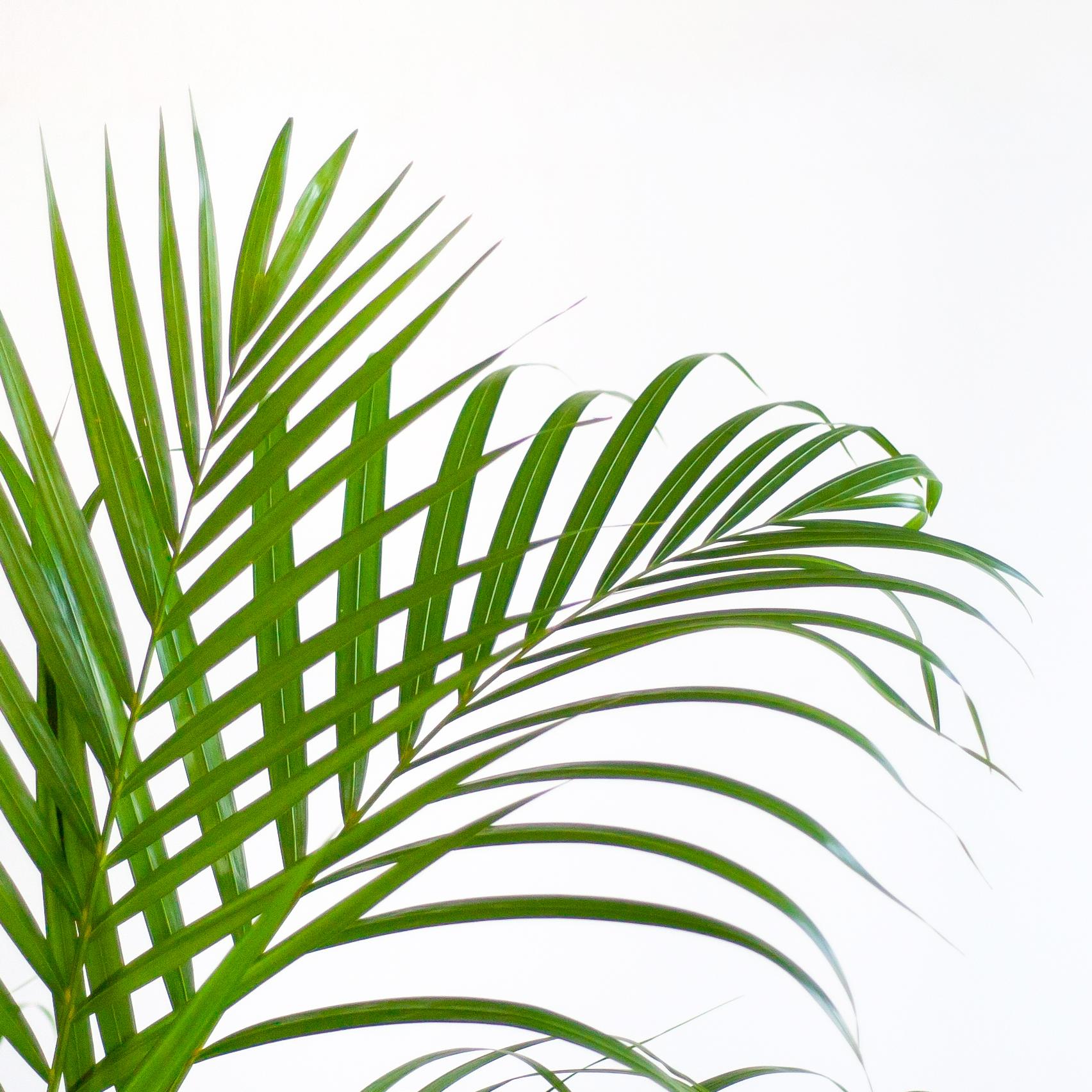 Areca Palm (Dypsis) avec Viber Grijs - 100cm - Ø21